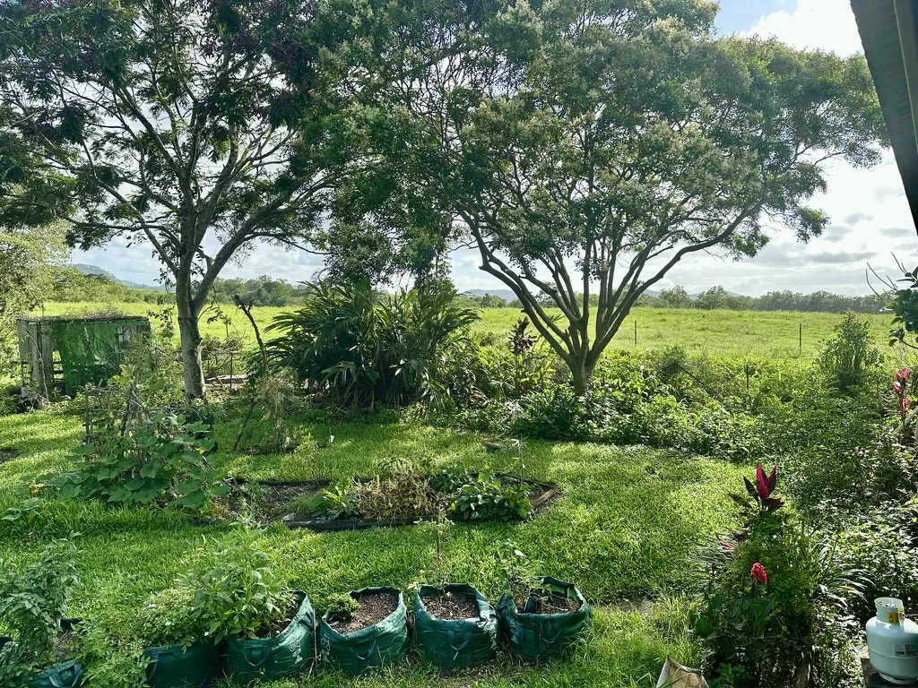 Looking out over the veggie garden and chicken pen in the food forest