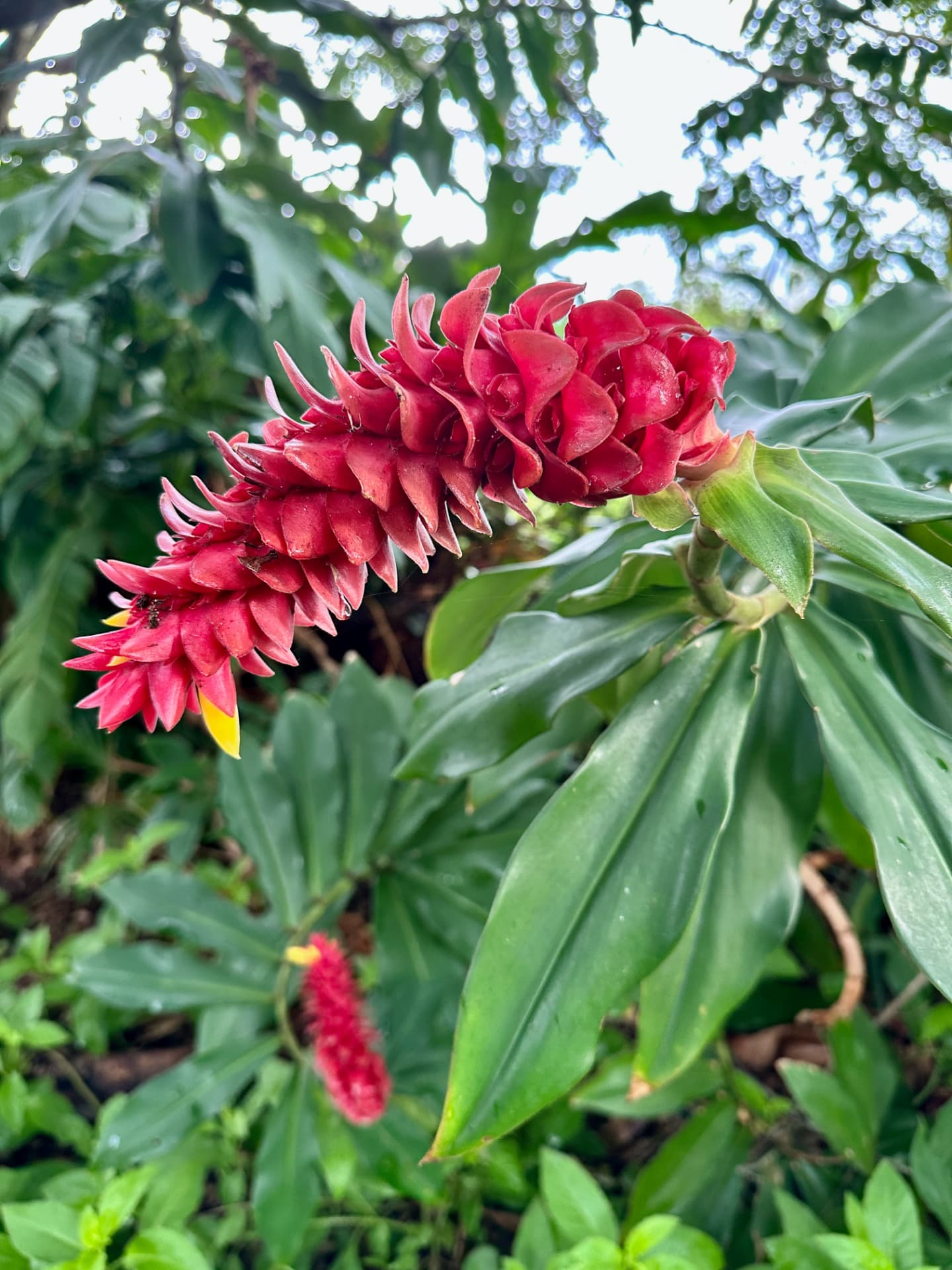 A large bright red Tower Ginger flower head open on a tall leafy stem