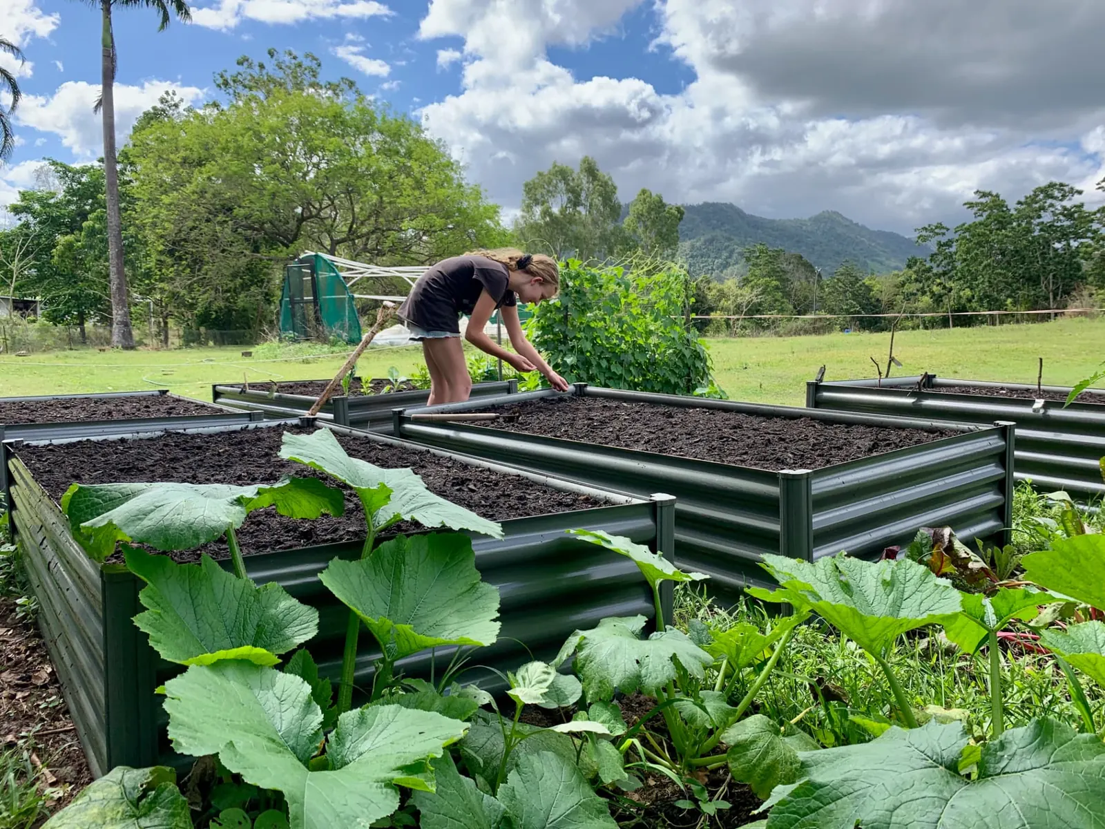 Corrugated raised garden beds planted out, with hills in the distance