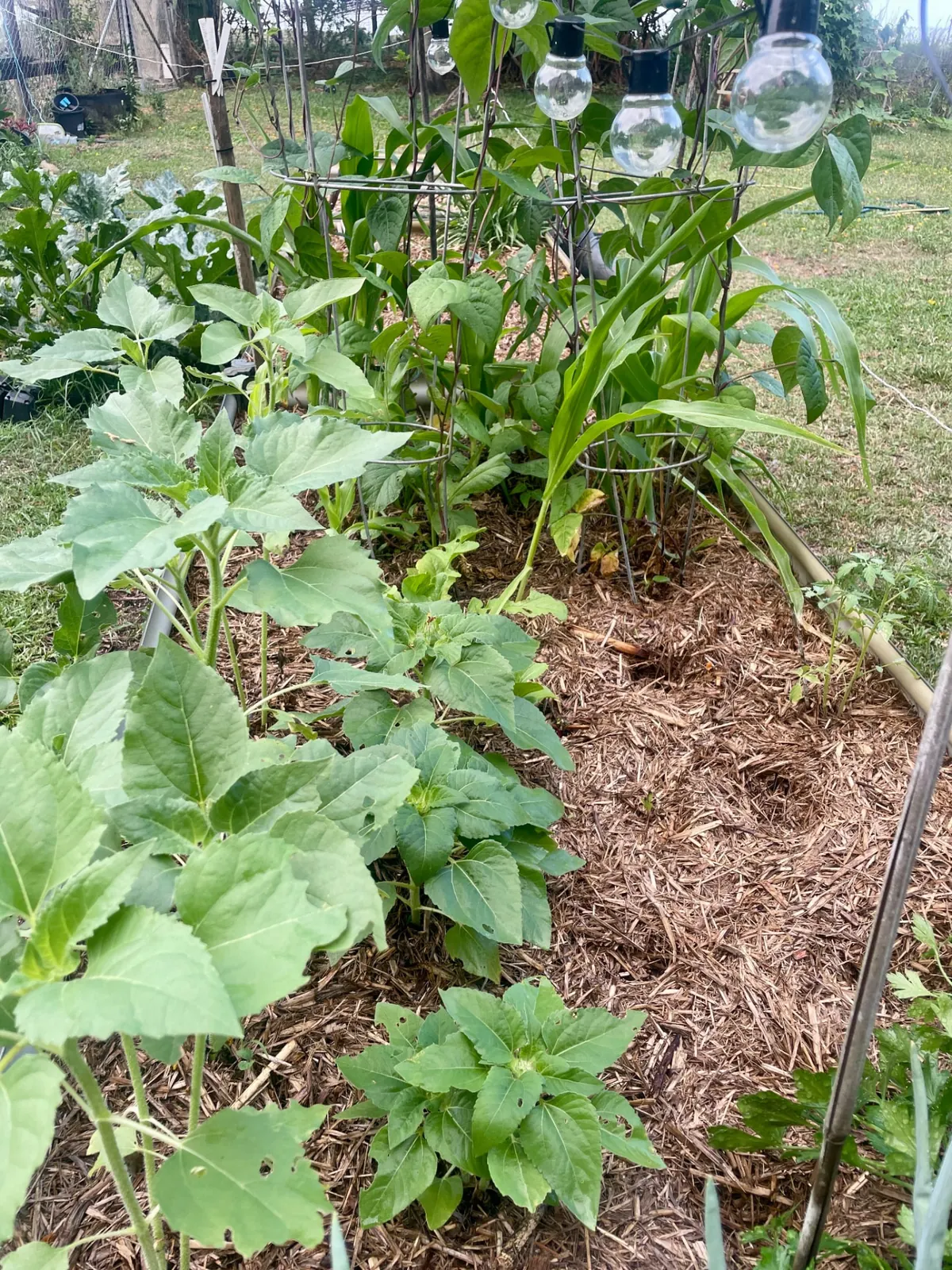 Raised garden bed with corn, sunflowers and other vegetables