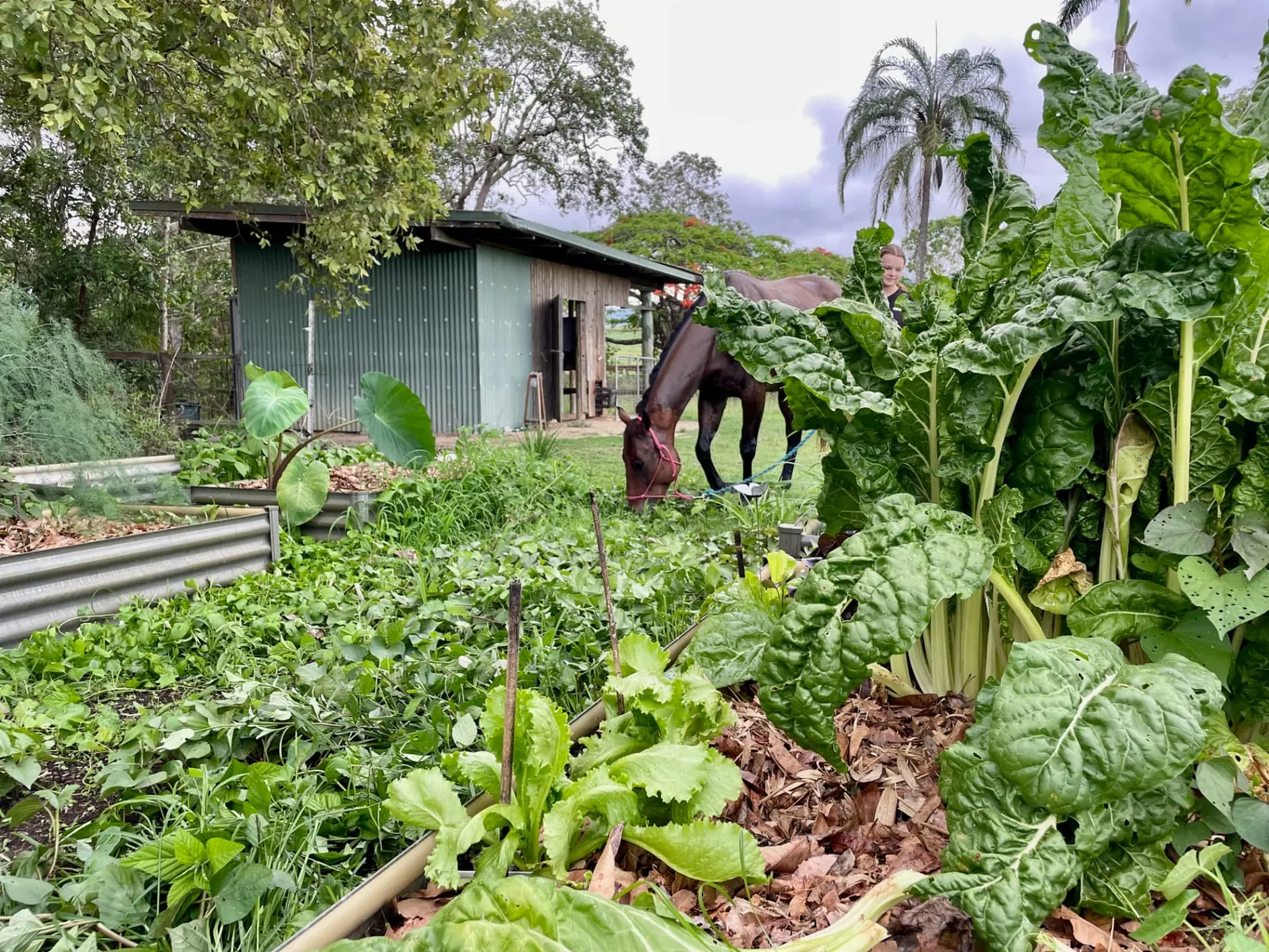 A horse grazing behind garden beds of towering silverbeet and lettuce