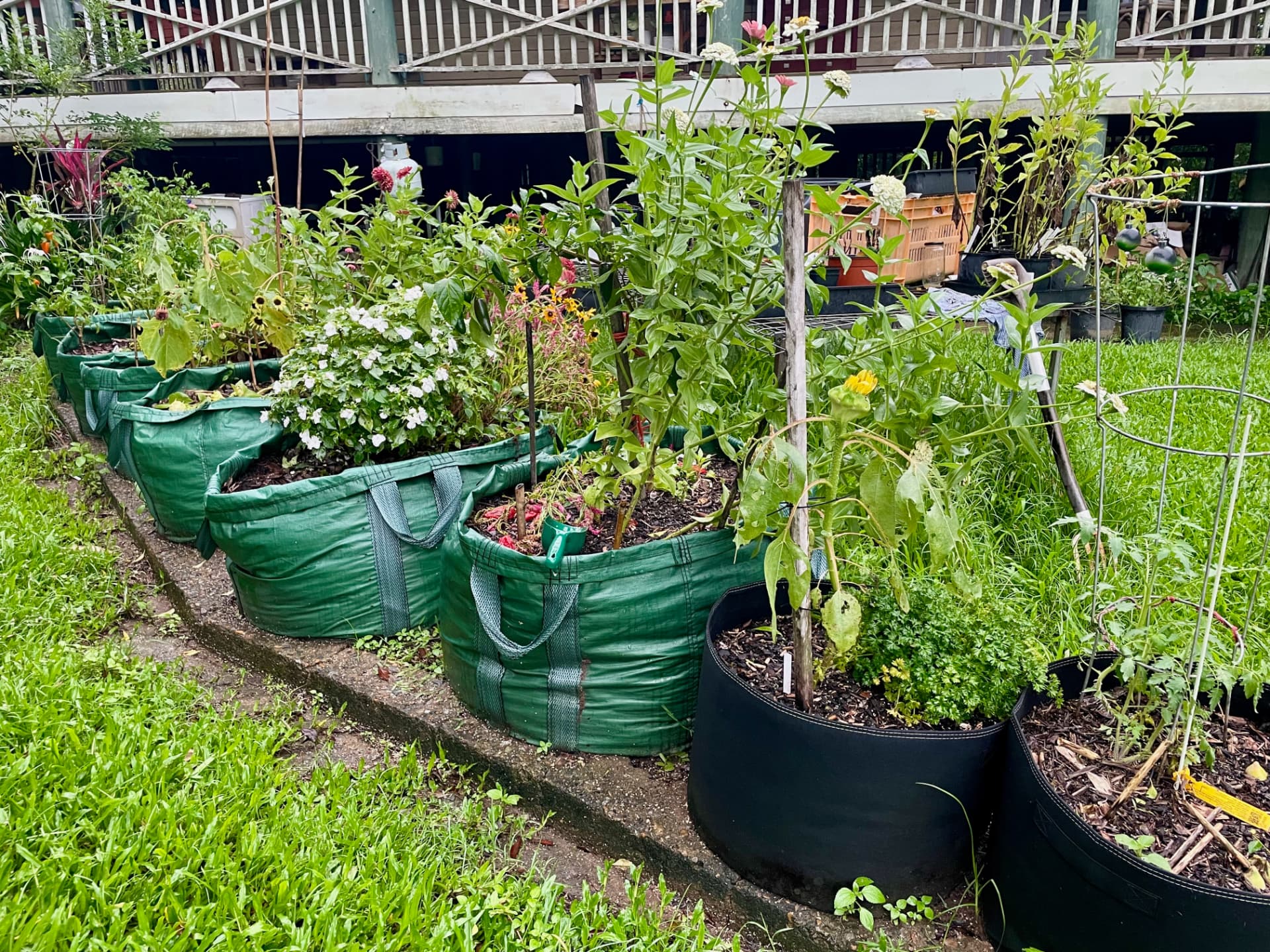 A long row of green and black grow bags planted with tomatoes, flowers and leafy vegetables