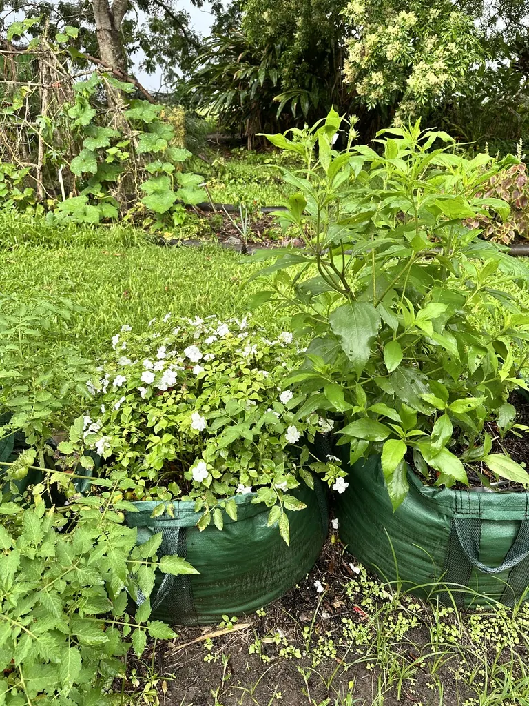 Grow bags planted with flowers, tomatoes and other vegetables