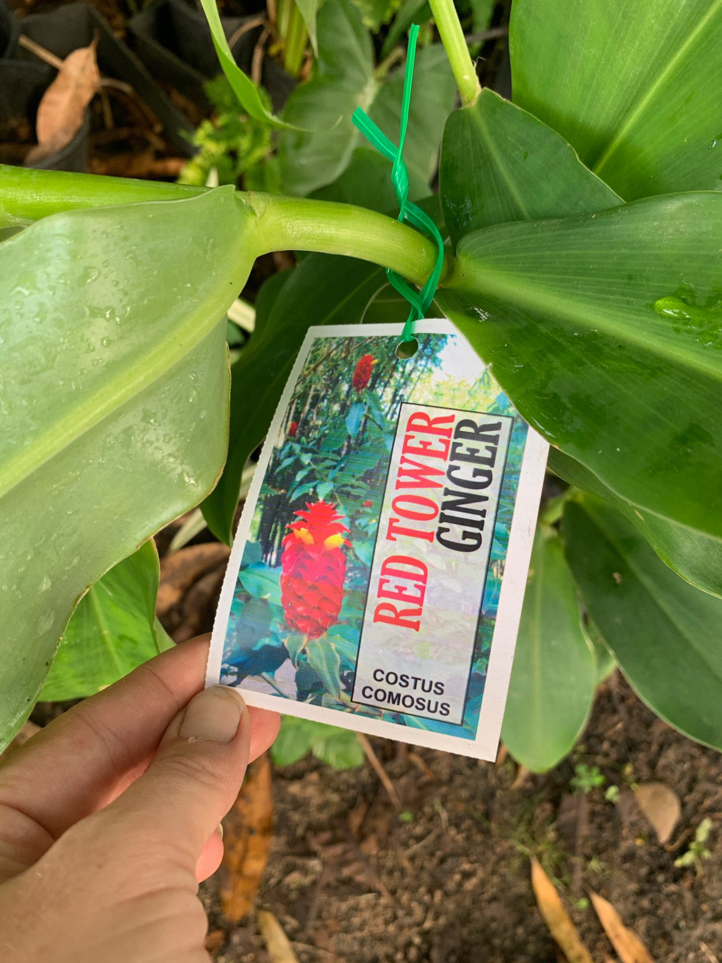 A nursery plant tag reading Red Tower Ginger, Costus comosus, beside a small young plant