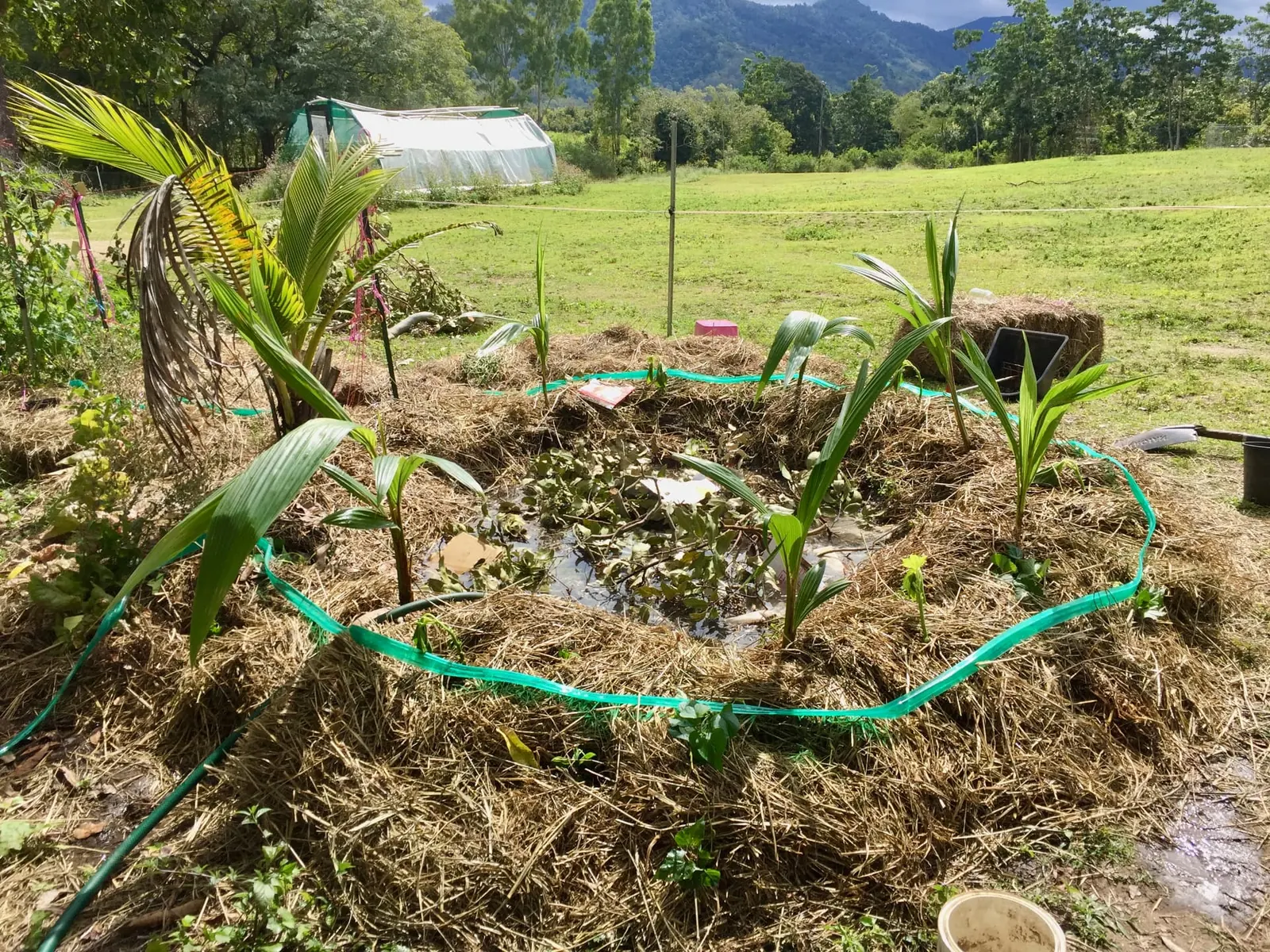 A mulched coconut circle planted out in tropical Queensland