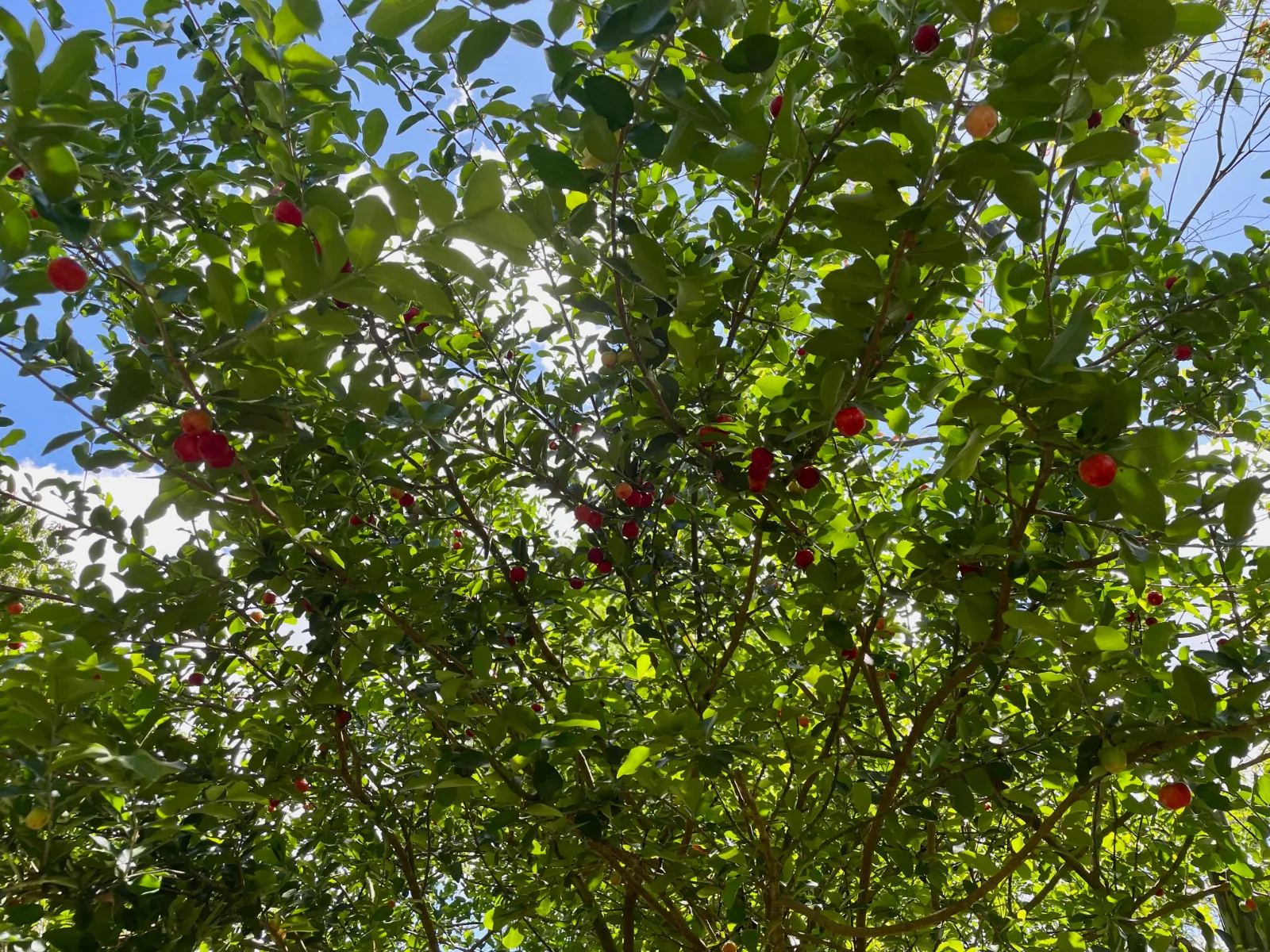 Bright red acerola cherry fruits hang from the branches of a leafy tree against a blue sky.