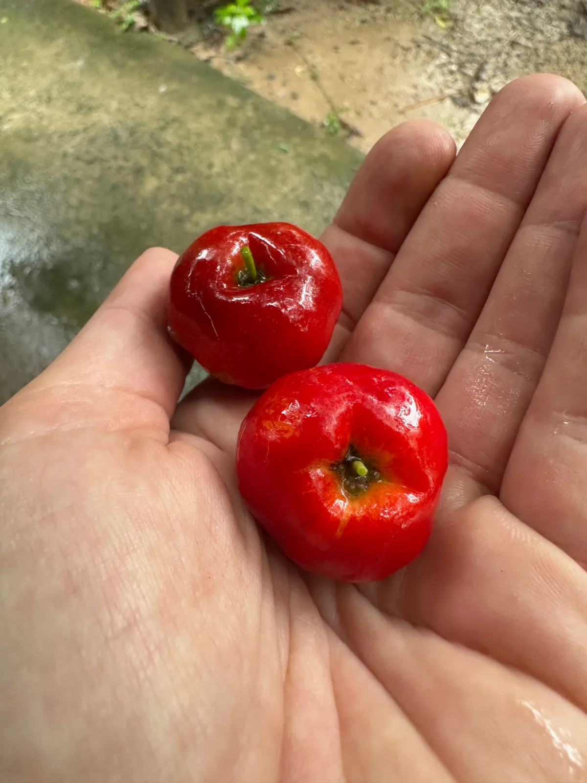 Two bright red acerola cherry fruits resting in an open palm.