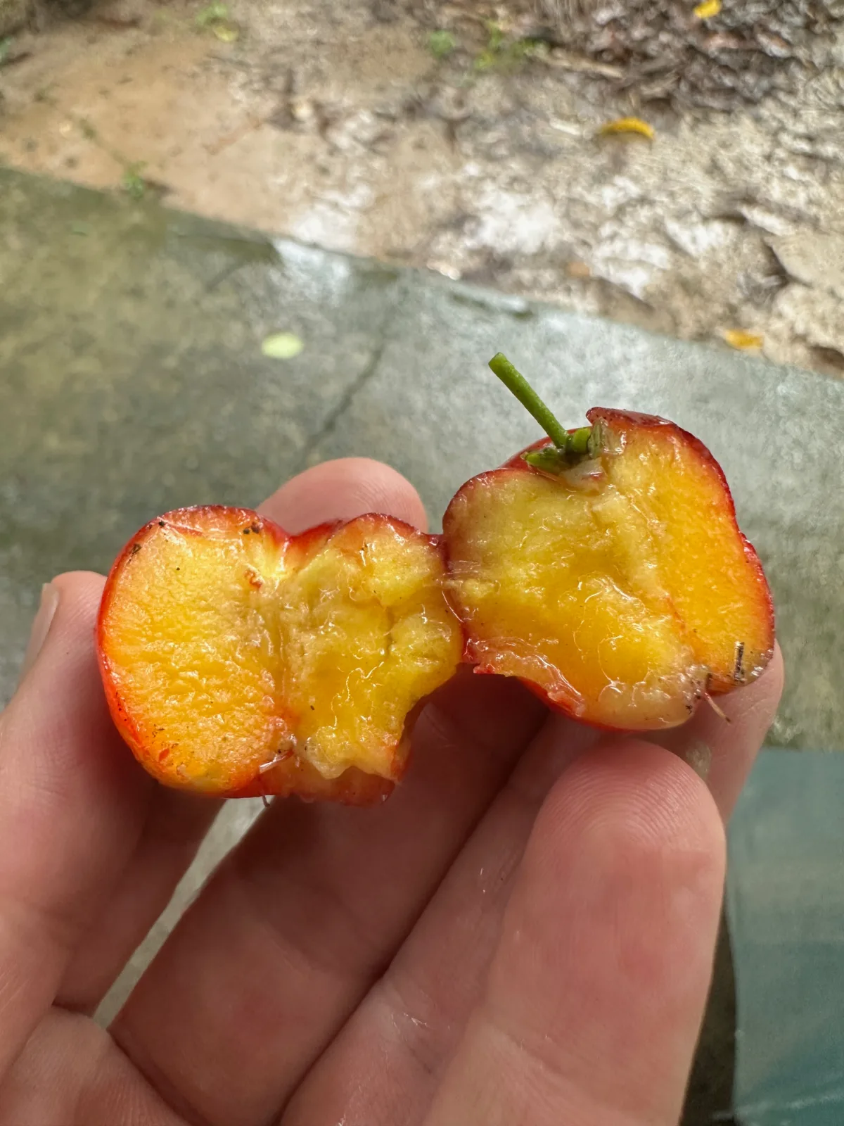 Acerola cherry sliced in half to show the yellow interior held in a hand.