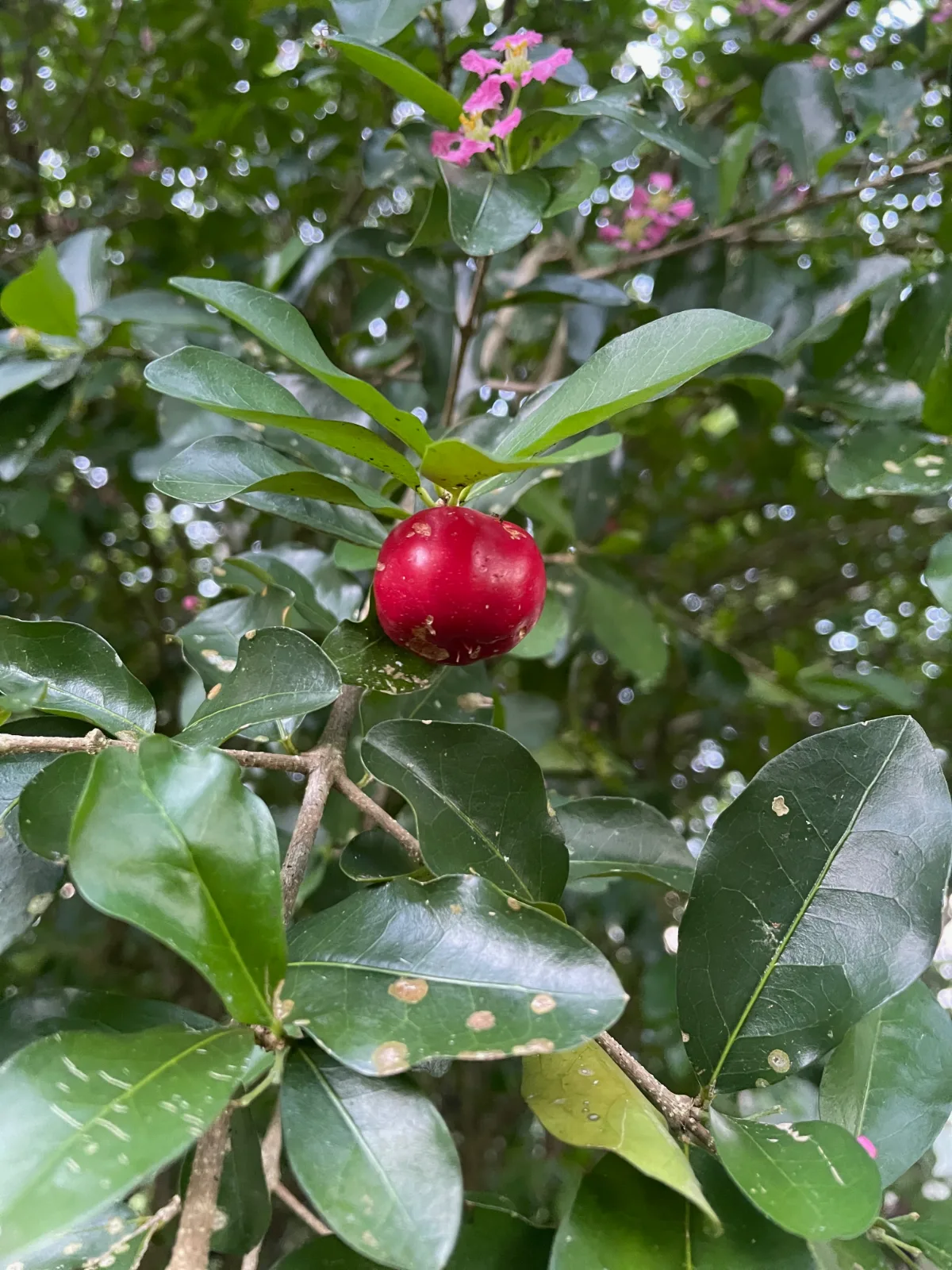 A single ripe acerola cherry hanging from a branch surrounded by green foliage and pink blossoms.