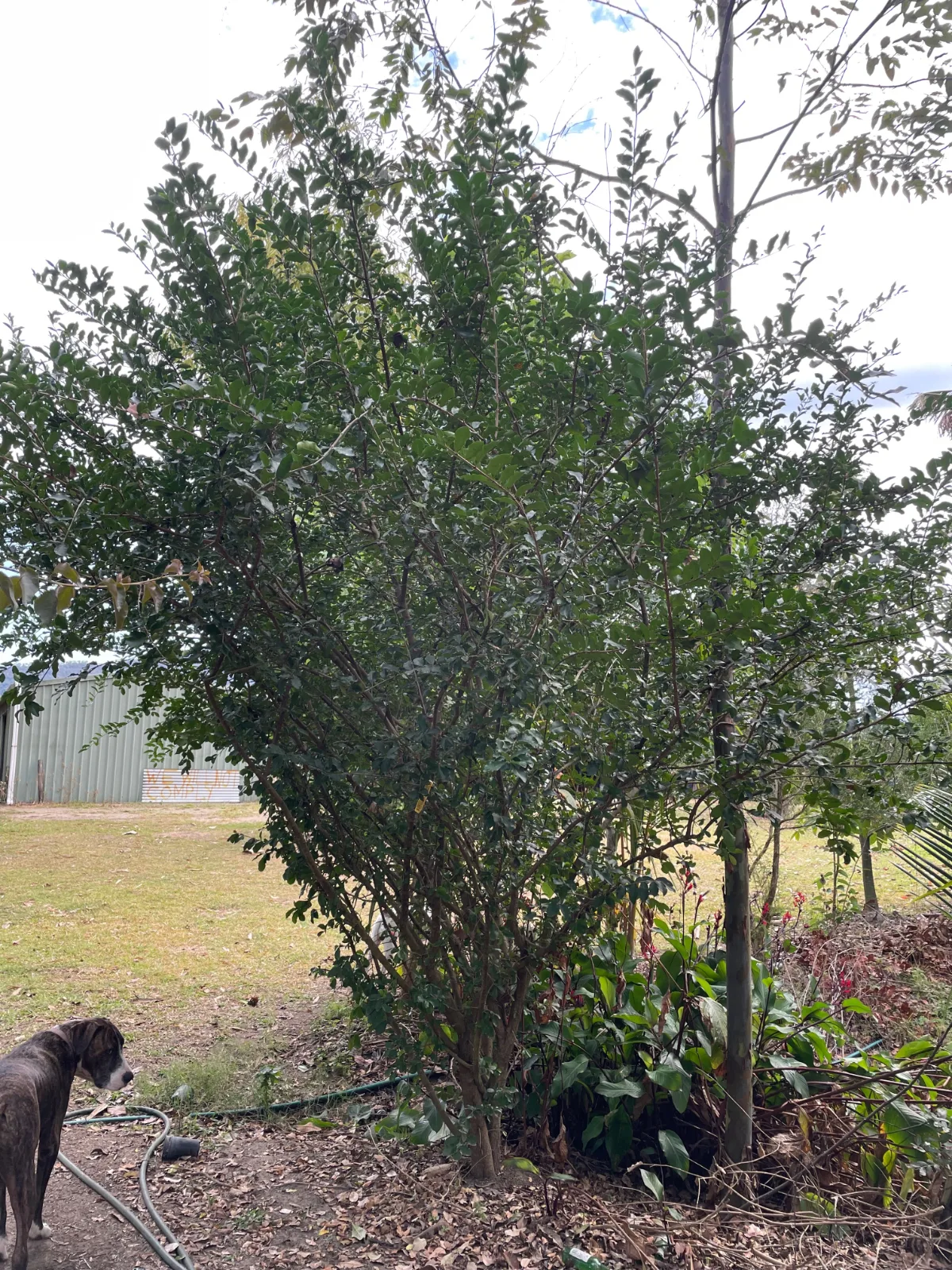 Full-grown Acerola cherry shrub in a garden setting.