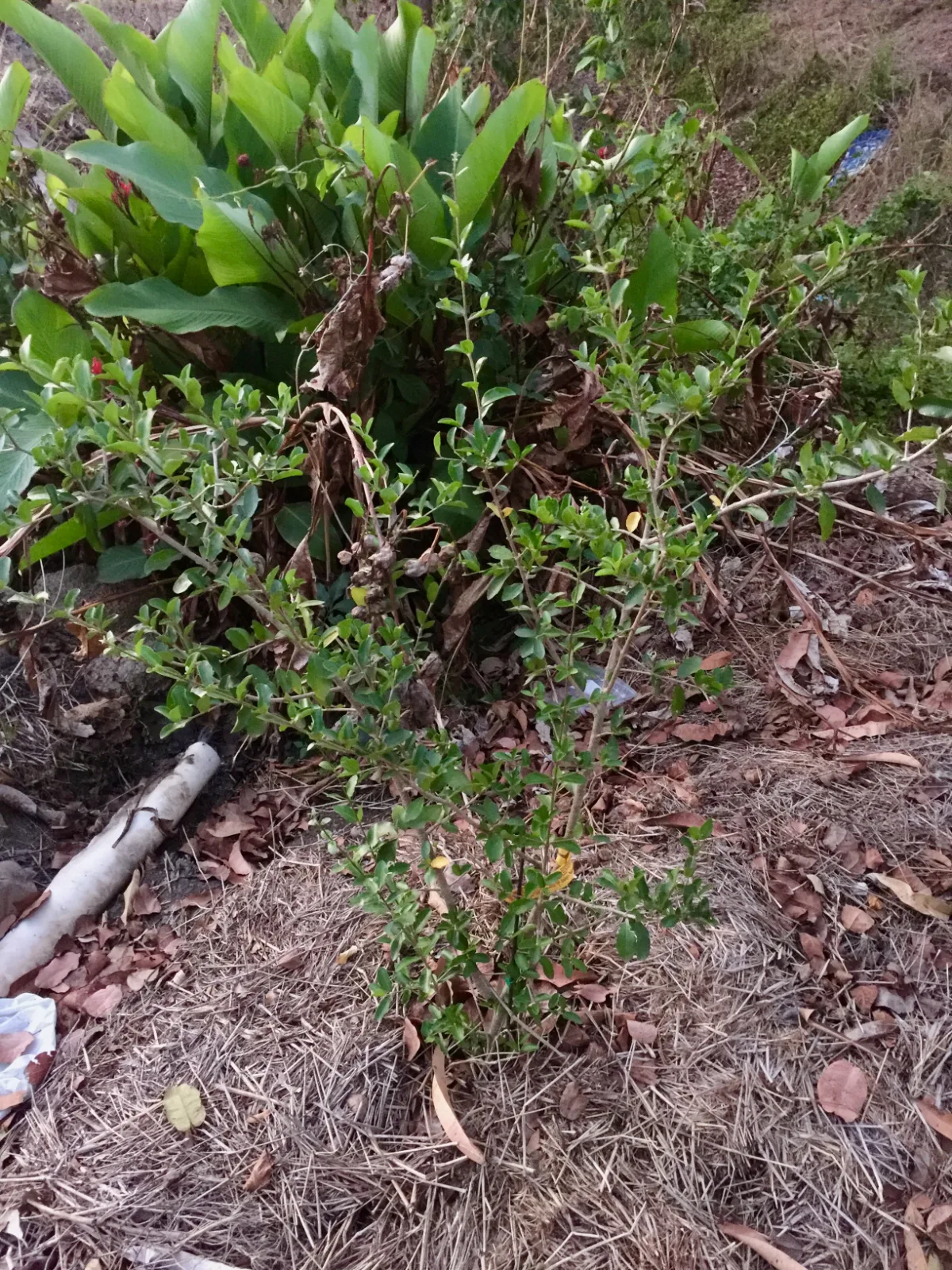 A small Acerola cherry shrub growing in a mulched garden bed.