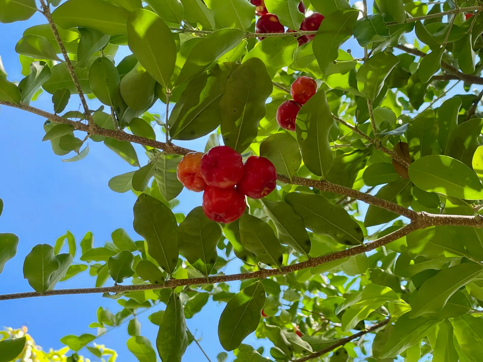 Bright red acerola cherry fruits hanging from leafy branches against a blue sky.