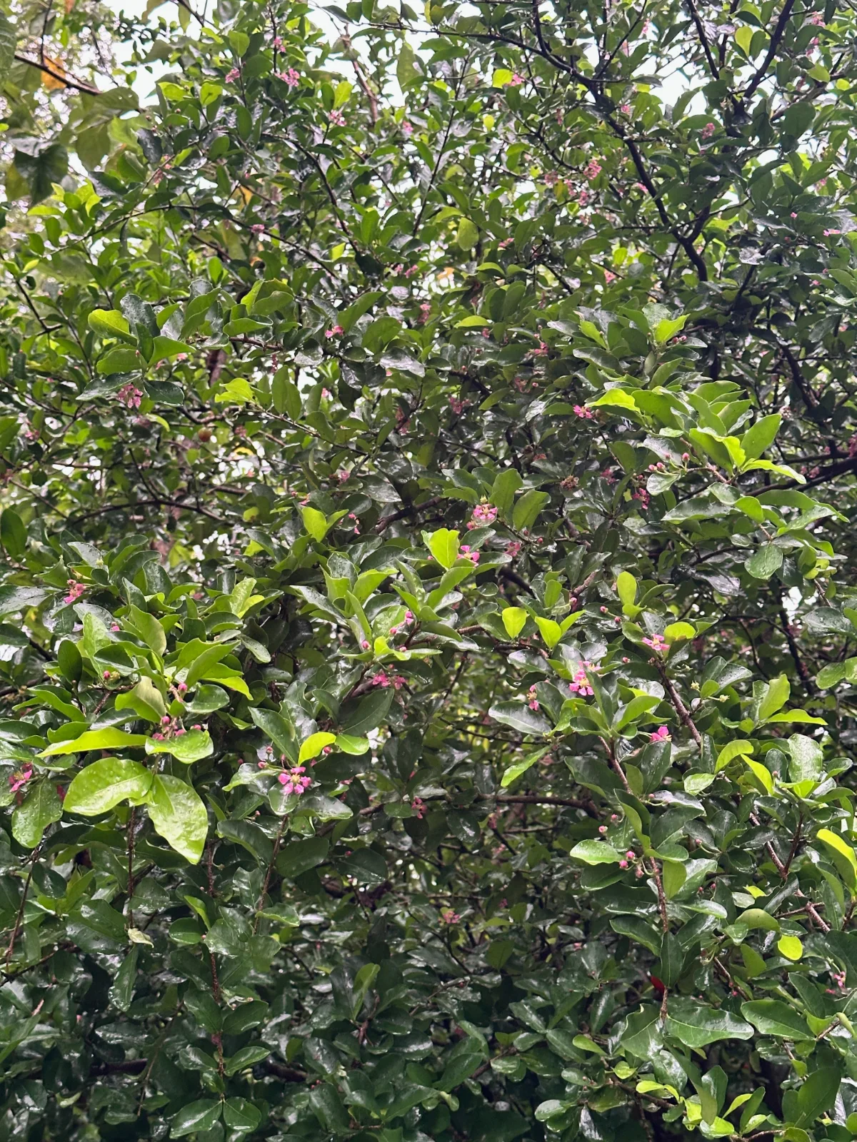 Small pink flowers blooming on an Acerola cherry tree with dense green foliage.