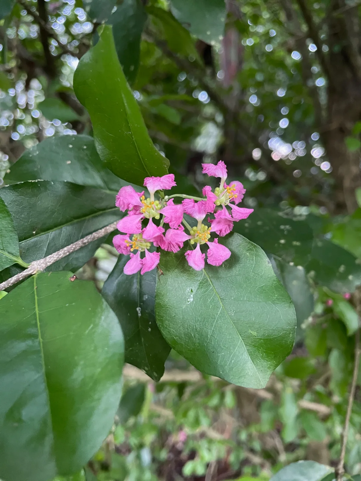 Small, pink flowers blooming on an acerola cherry branch among green leaves.
