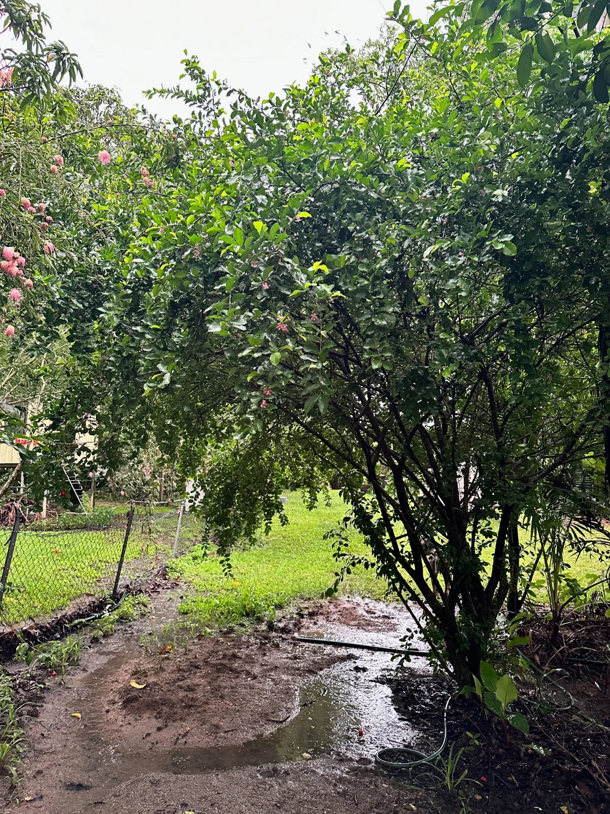 Acerola cherry tree with lush green foliage growing beside a wet garden path.