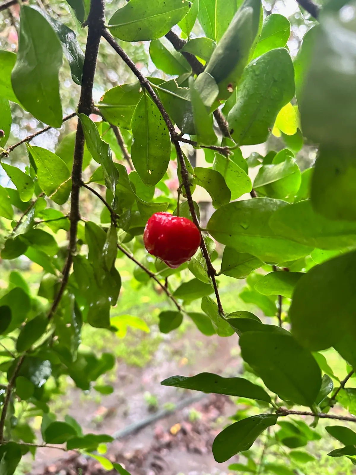 Bright red acerola cherry hanging from a branch surrounded by green foliage.