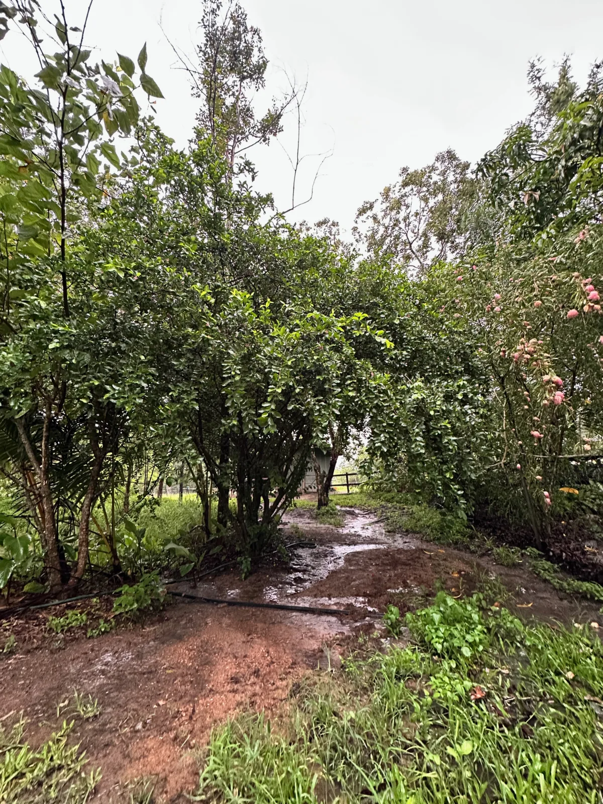 Lush Acerola cherry tree growing beside a muddy path in a garden.