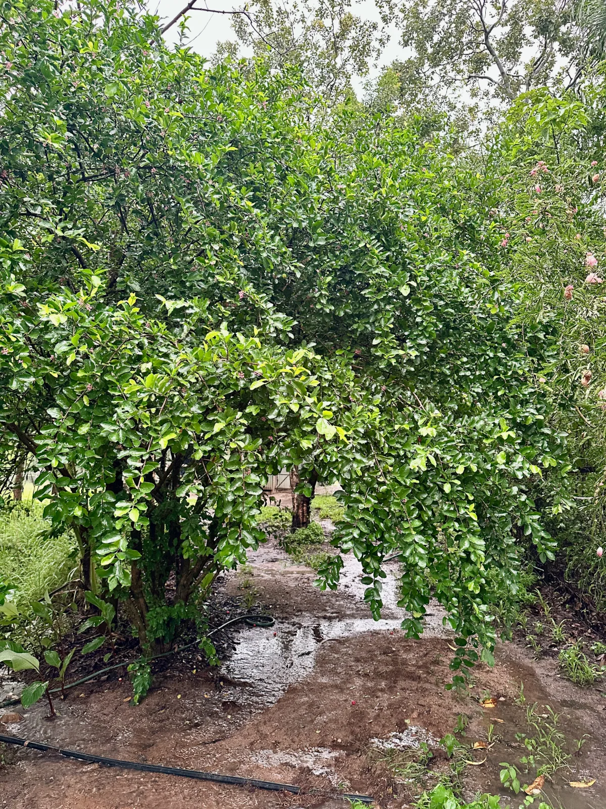 Acerola cherry tree with lush green foliage growing beside a wet, muddy garden path.
