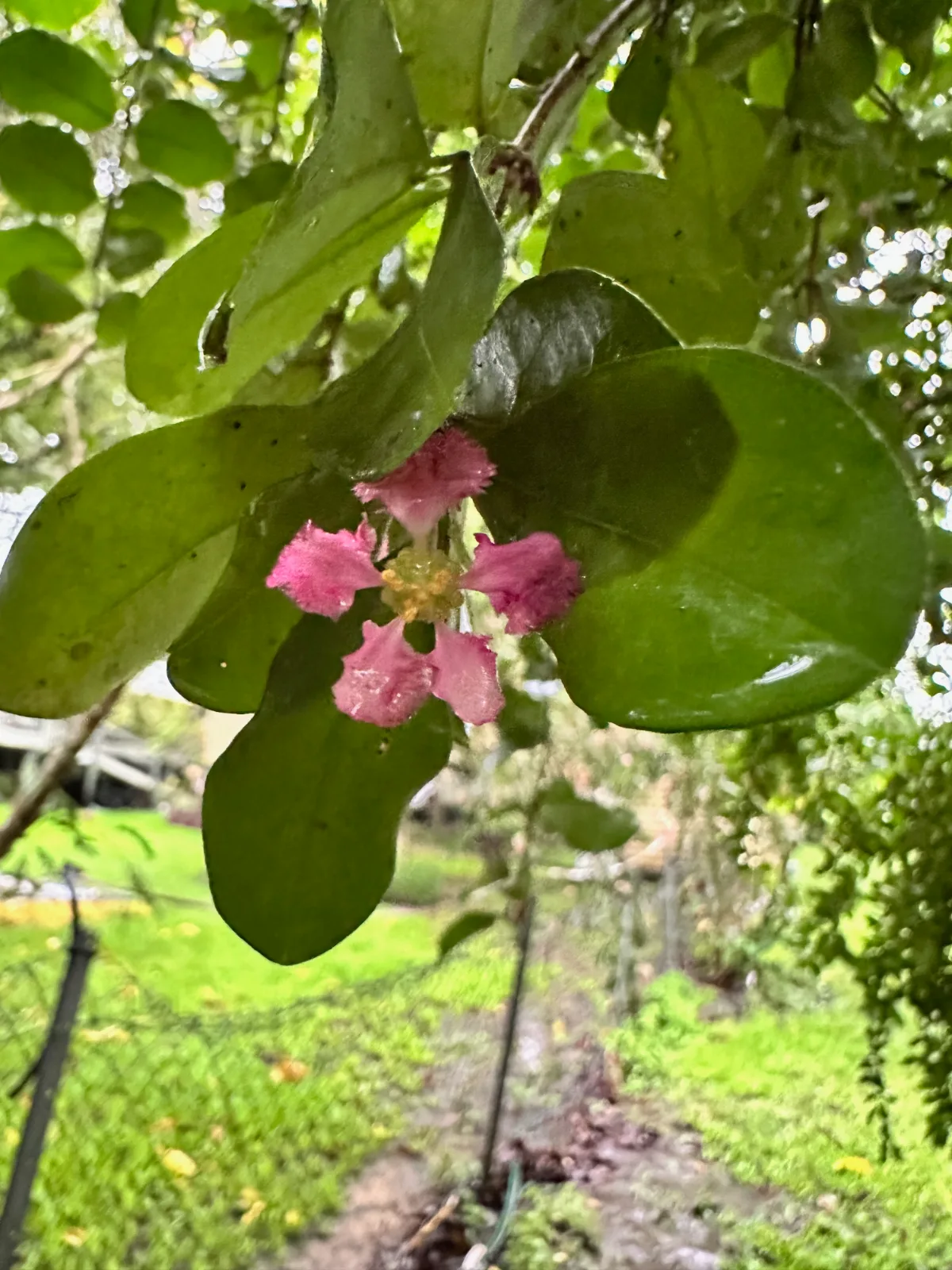 Pink acerola cherry flower blooming among wet green leaves.