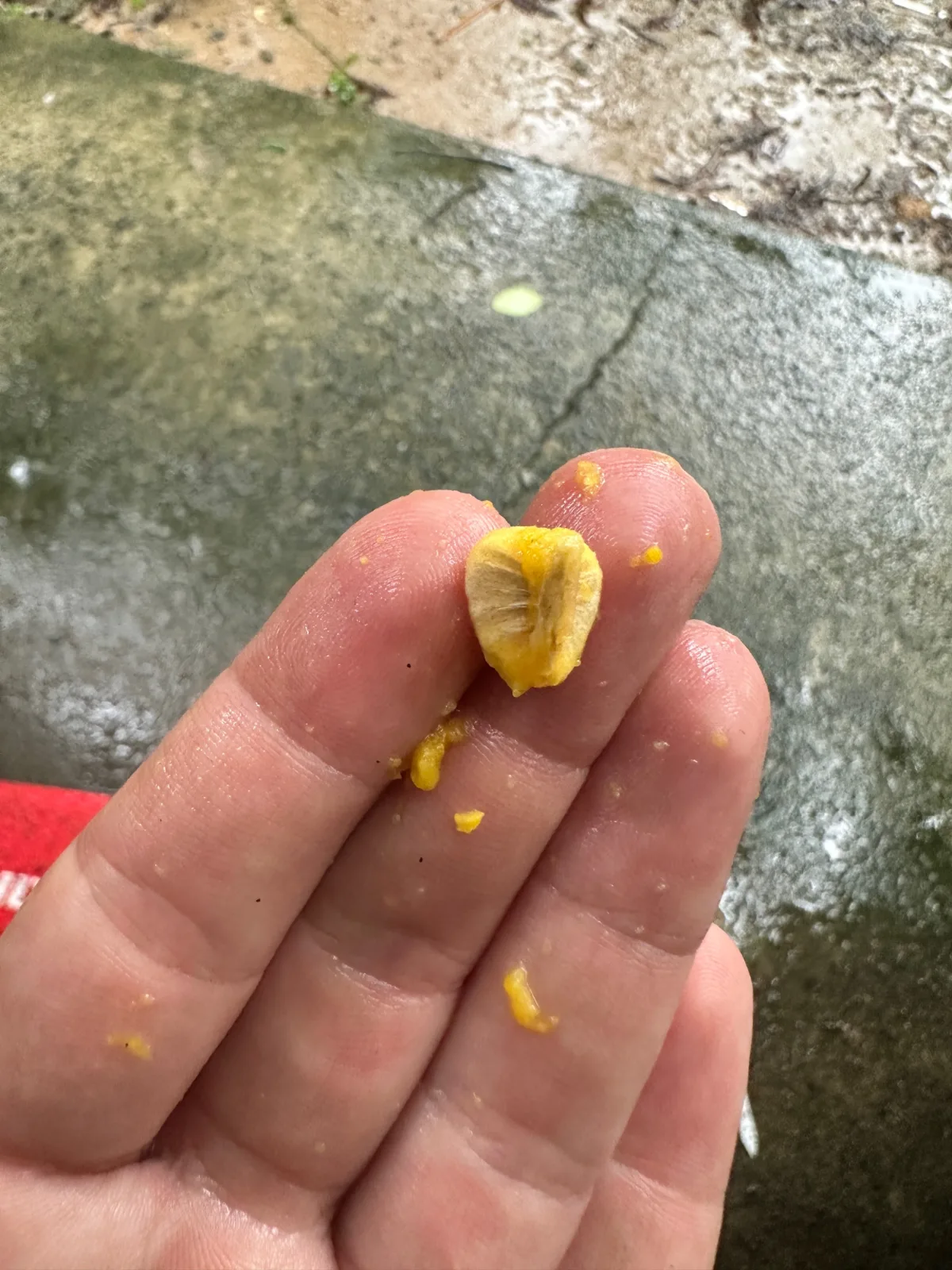 Acerola cherry seed held on a finger.