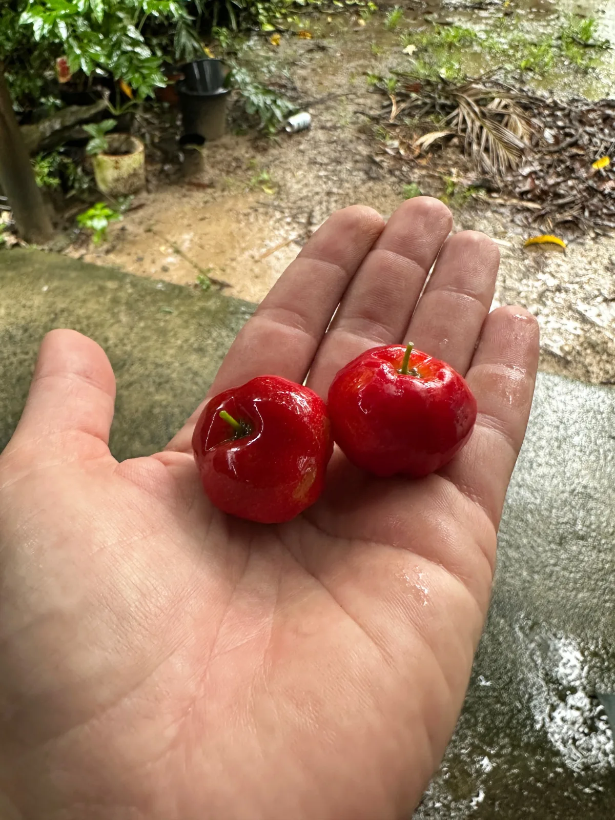 Two bright red acerola cherry fruits resting in a person's palm.