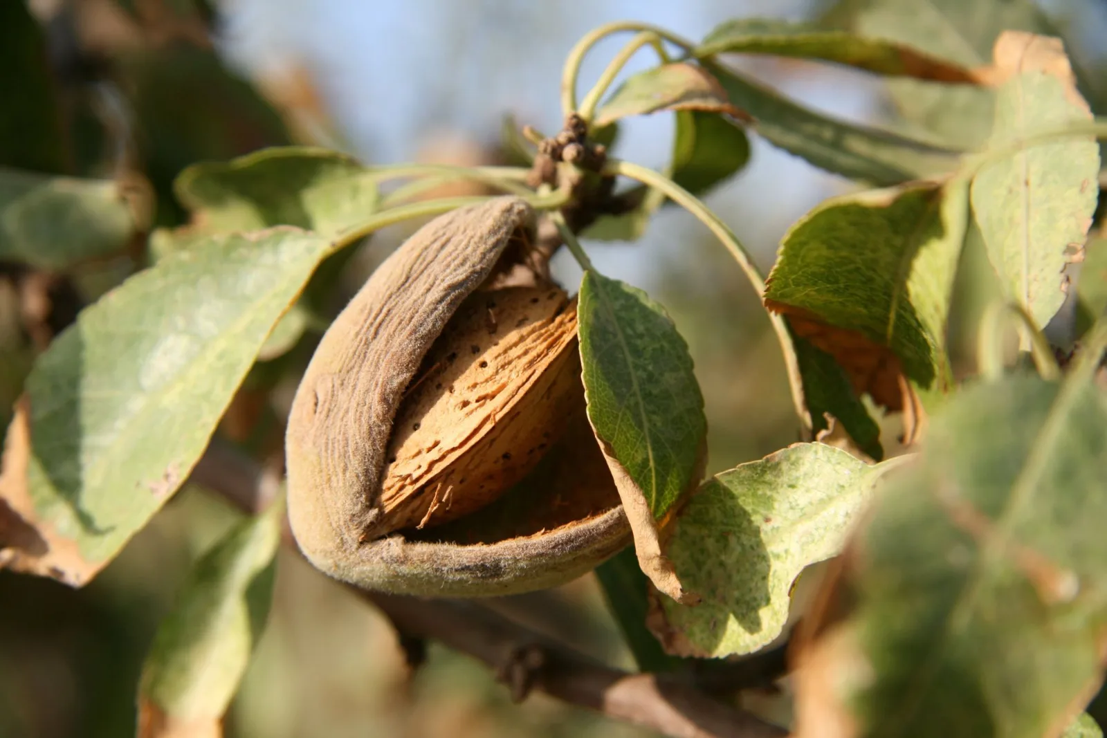 Close-up of a ripe almond on a tree