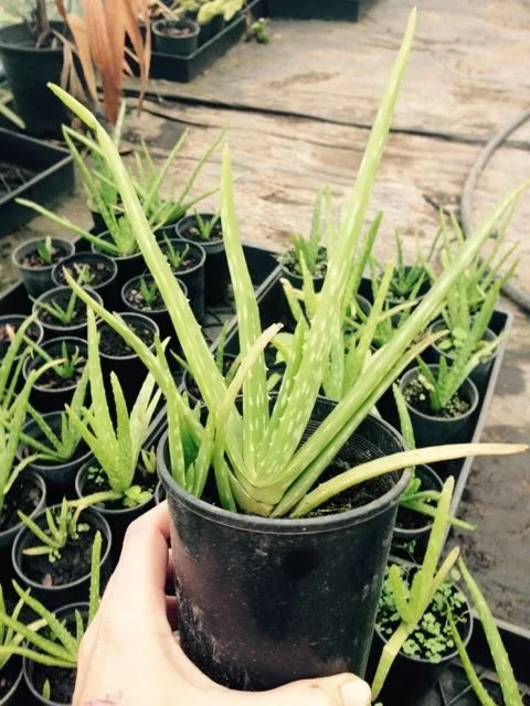 Young Aloe vera plant in pot