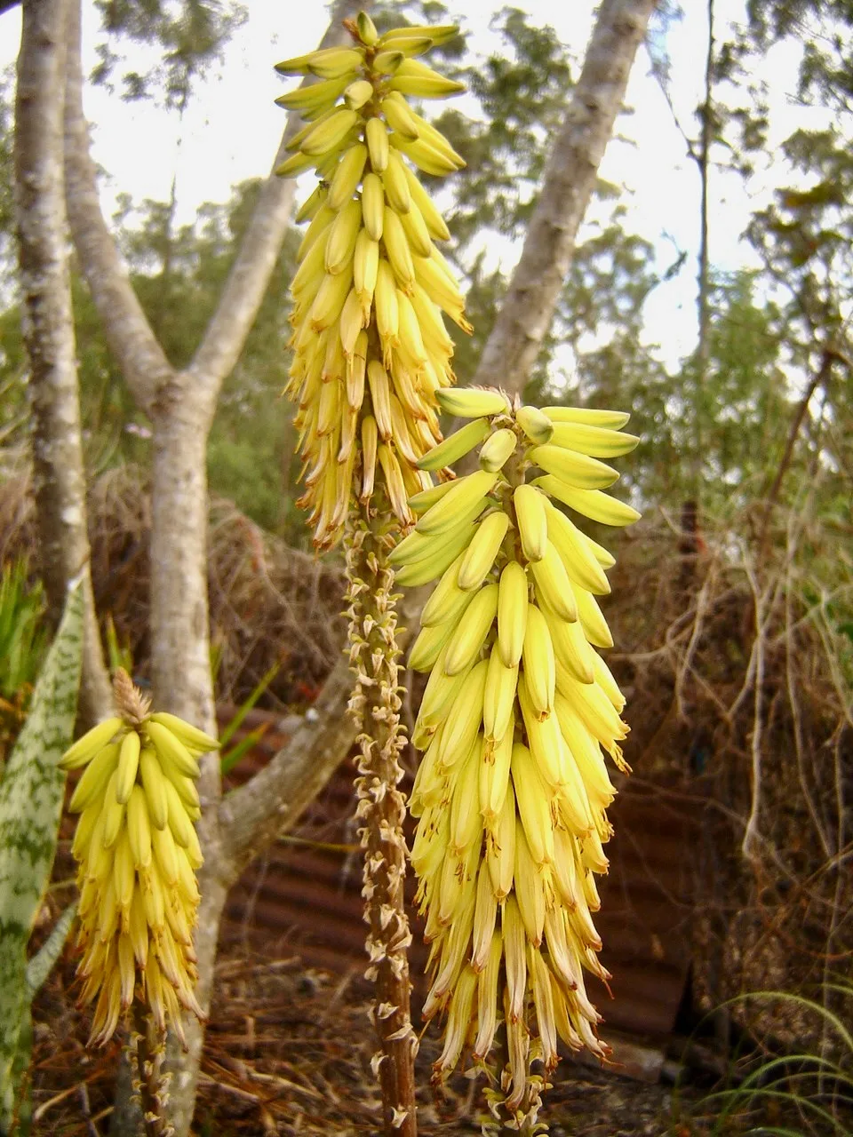 Aloe plant flowers