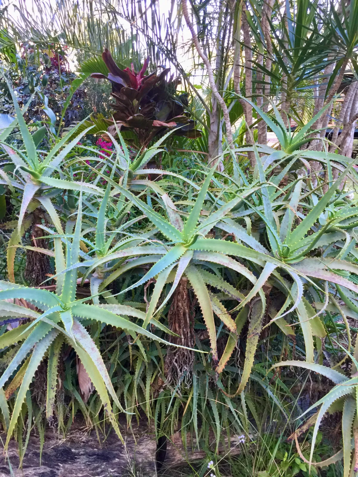 Aloe arborescens