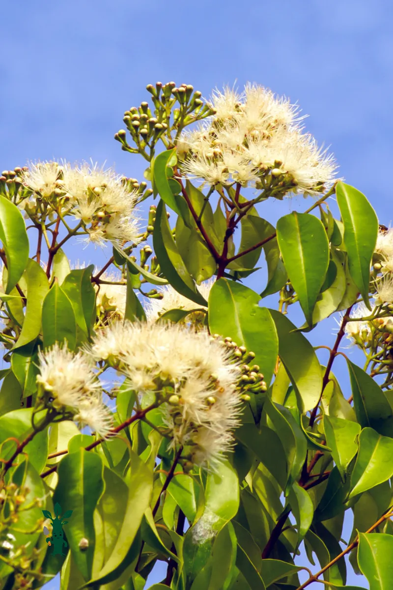 syzygium anisatum - aniseed Myrtle