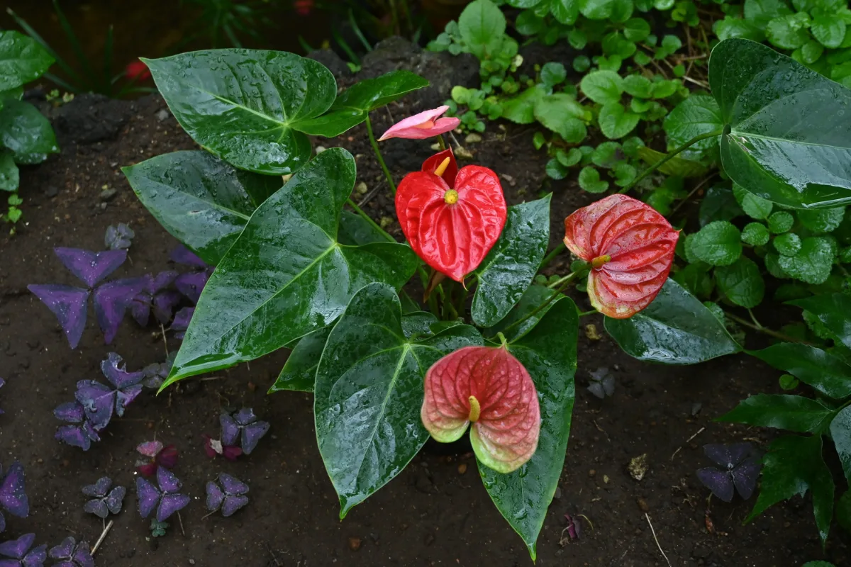 Glossy red Anthurium flowers and dark green leaves growing in garden soil.