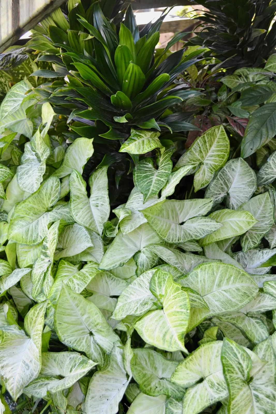 Lush variegated foliage of an arrowhead plant growing in a garden bed.