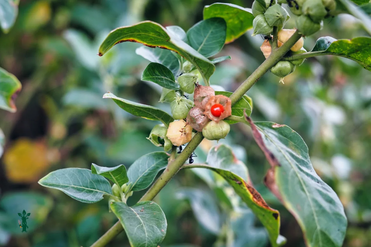 Ashwagandha branch showing green leaves and a small red berry emerging from a papery calyx.