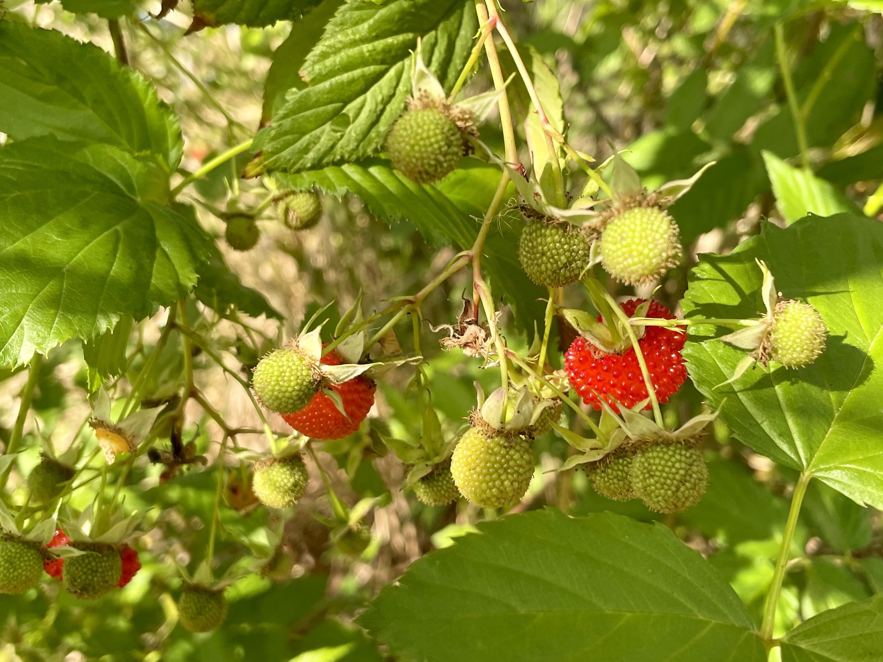 Atherton raspberry fruit ripening from green to red on a bush with textured leaves.