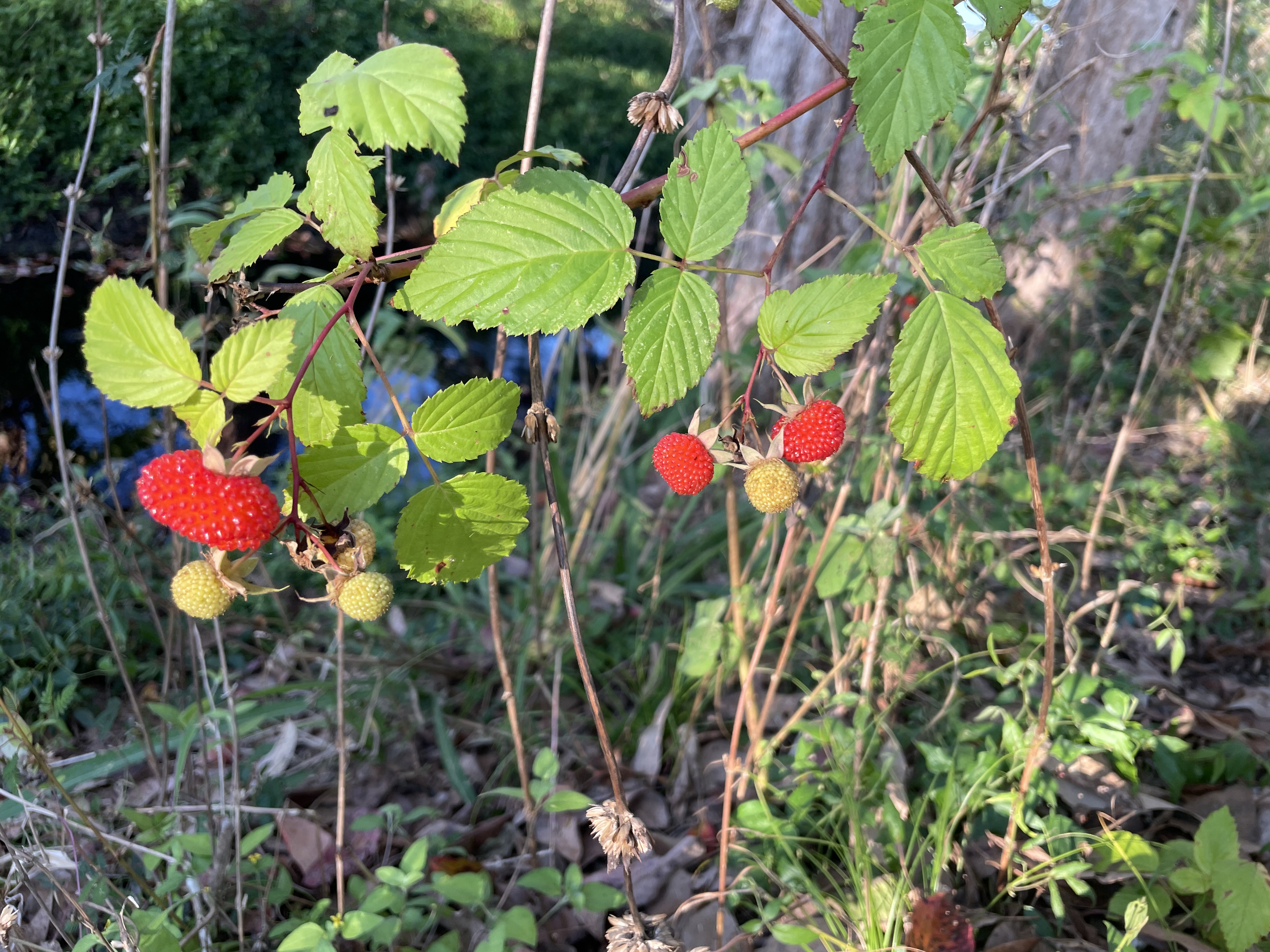 Ripe and unripe Atherton raspberry fruit hanging from a green leafy vine.