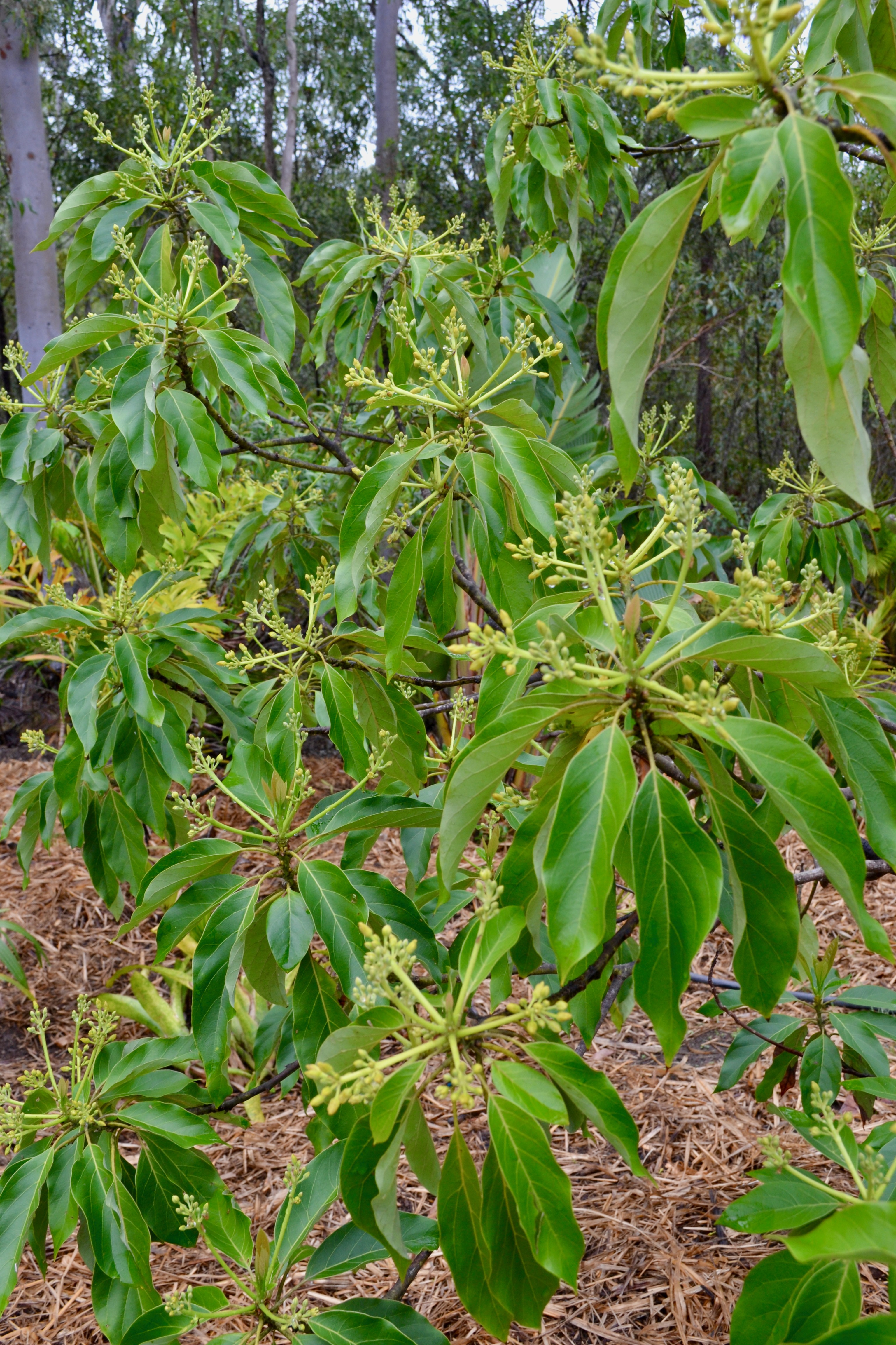 Avocado tree in flower in my Queensland garden, Australia