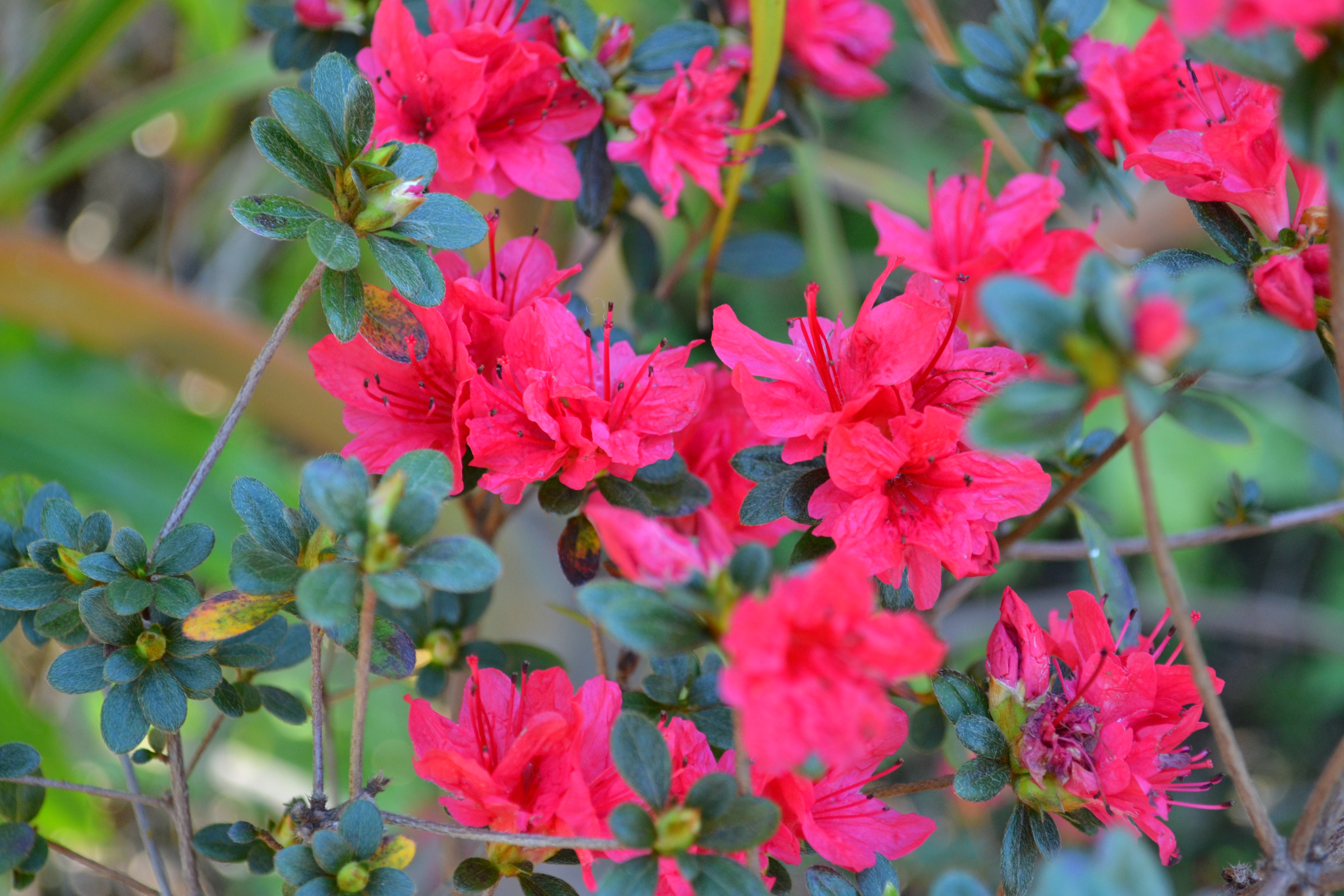 Bright pink Azalea flowers blooming among small, dark green leaves.