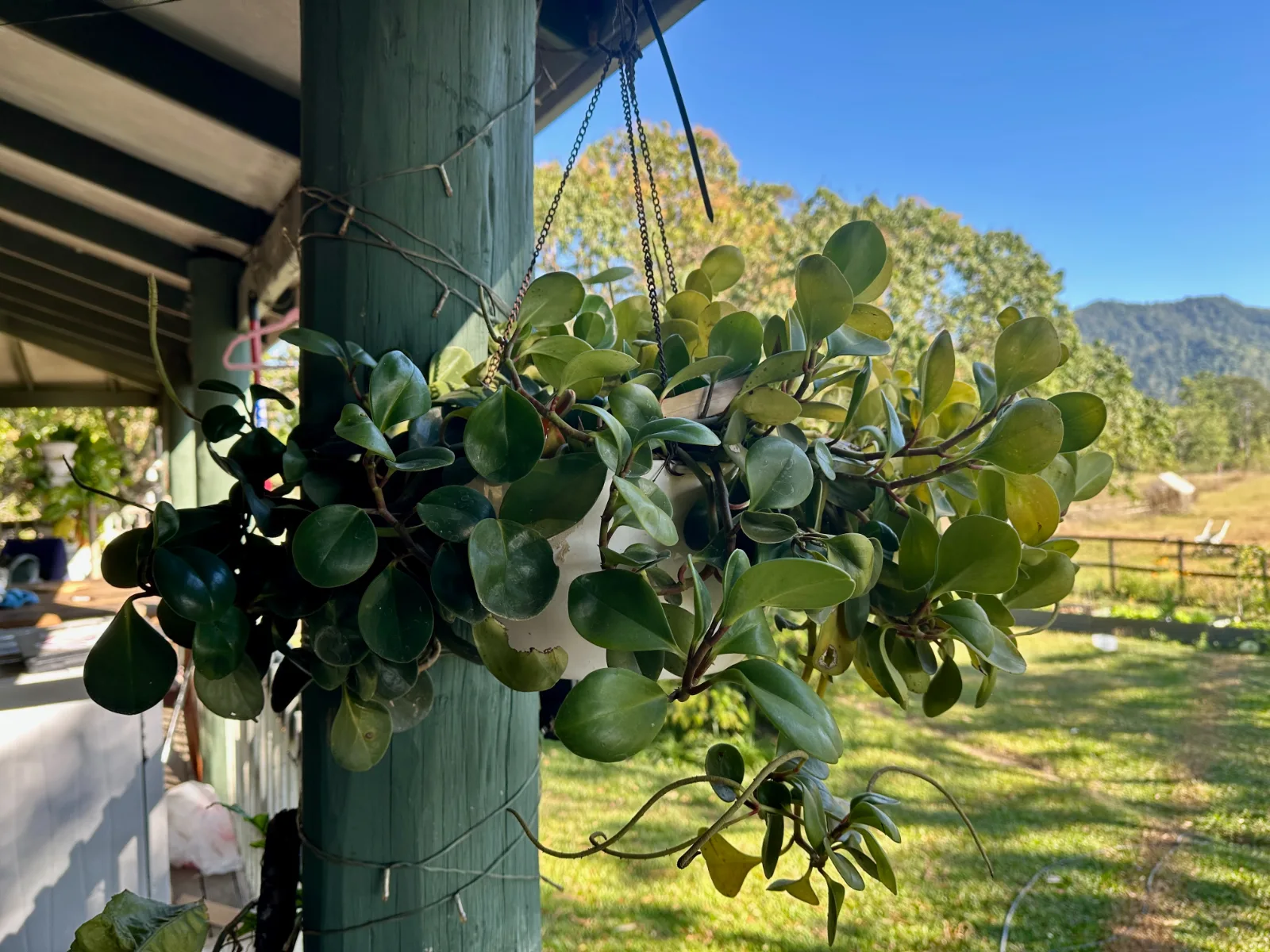 Baby rubber plant growing in a white hanging pot attached to a wooden patio post.