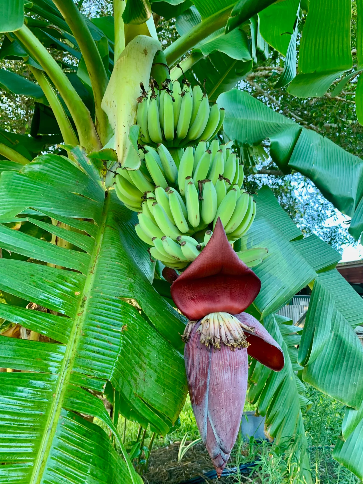 Homegrown bananas in a bunch on a banana plant in my Queensland Garden