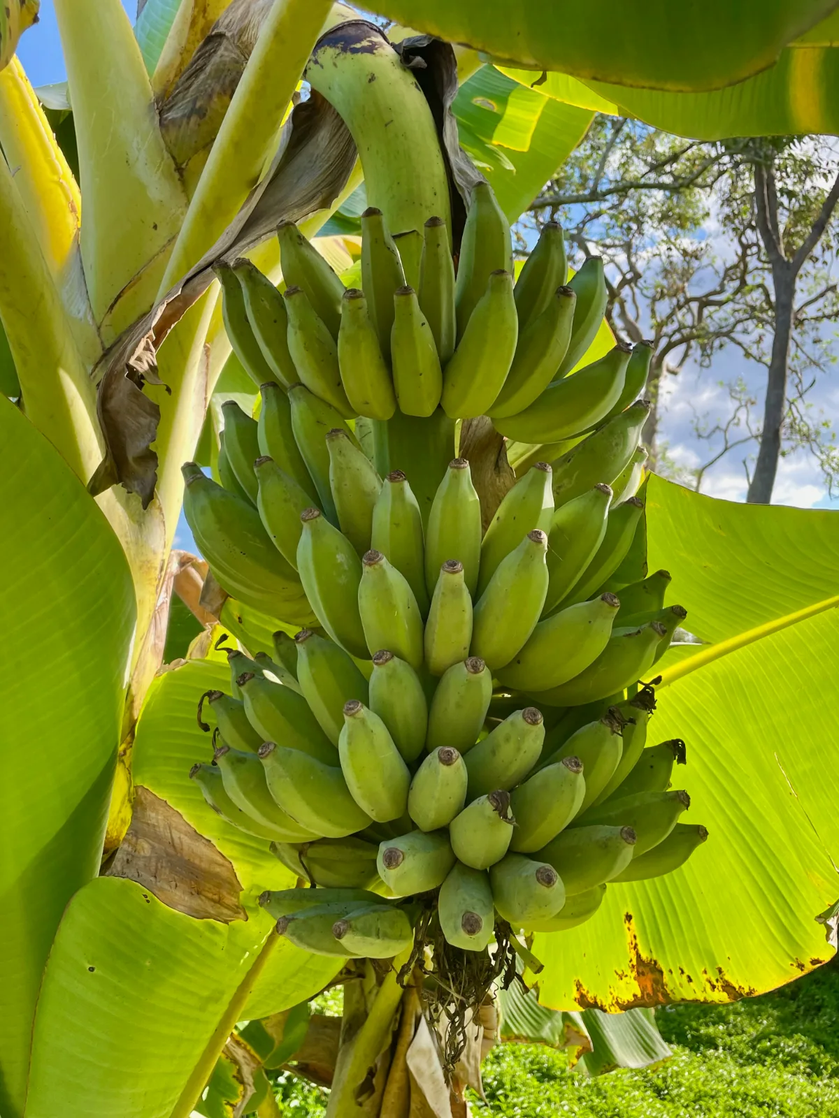 A large bunch of green bananas hanging from a tropical plant.