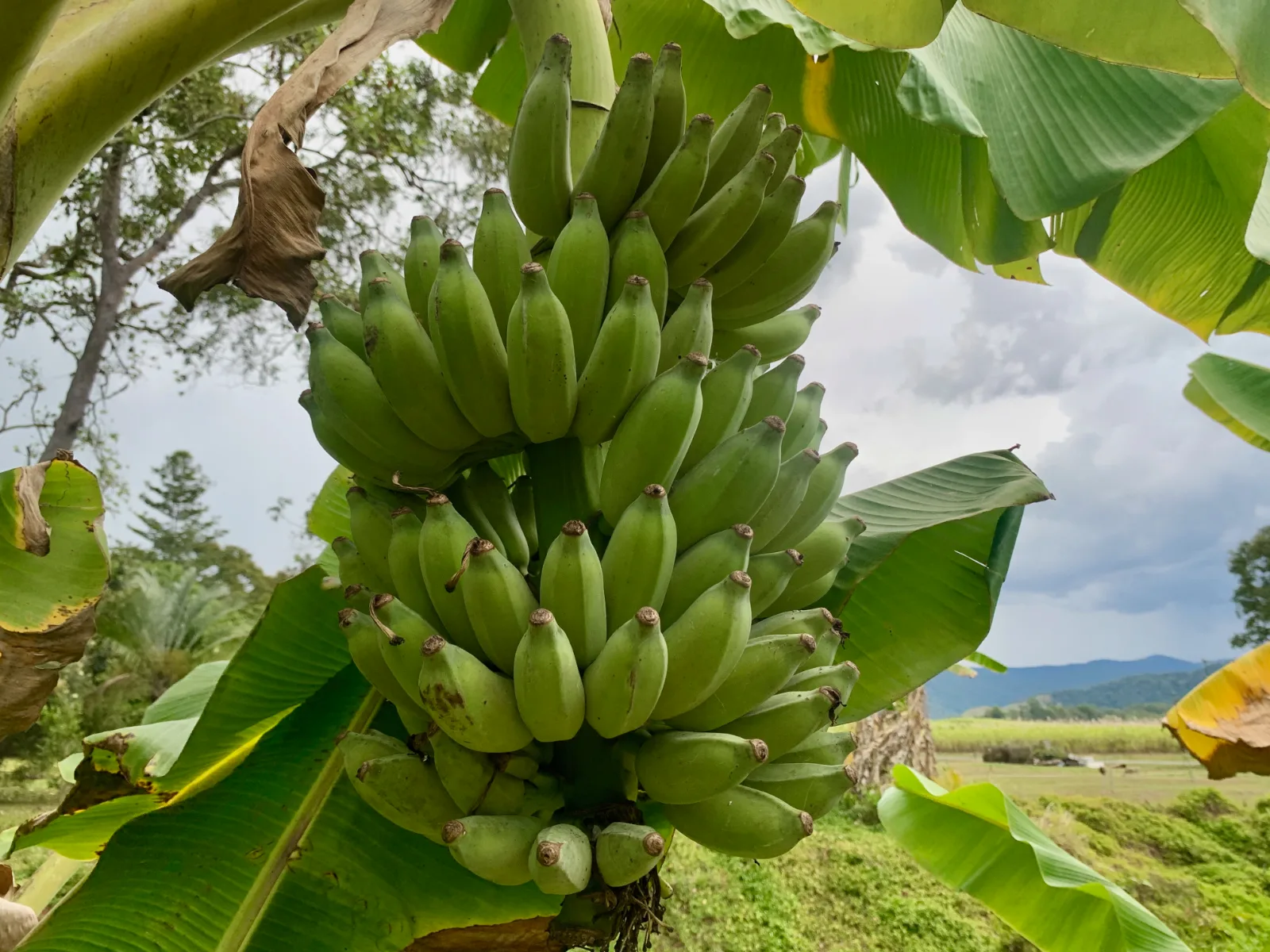 Large bunch of green bananas ripening on a plant.