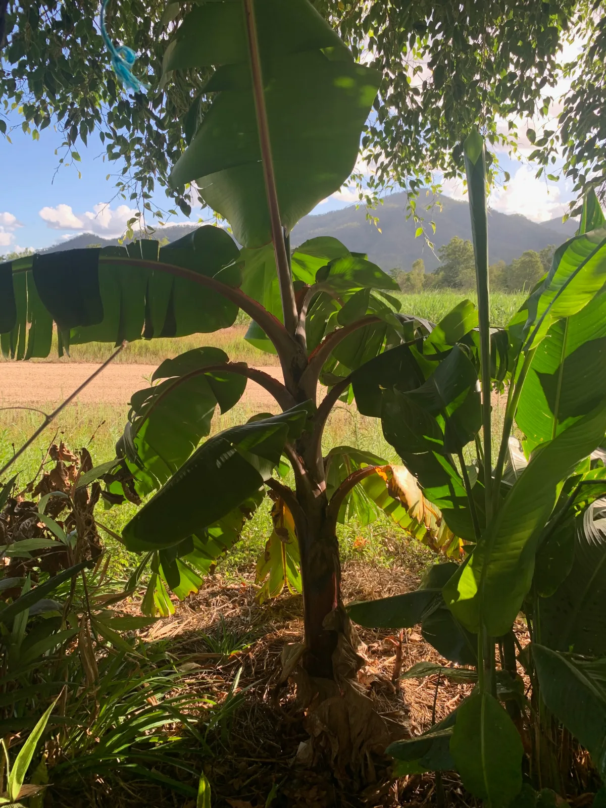 Banana plant with broad green leaves growing in a field with a mountain backdrop.