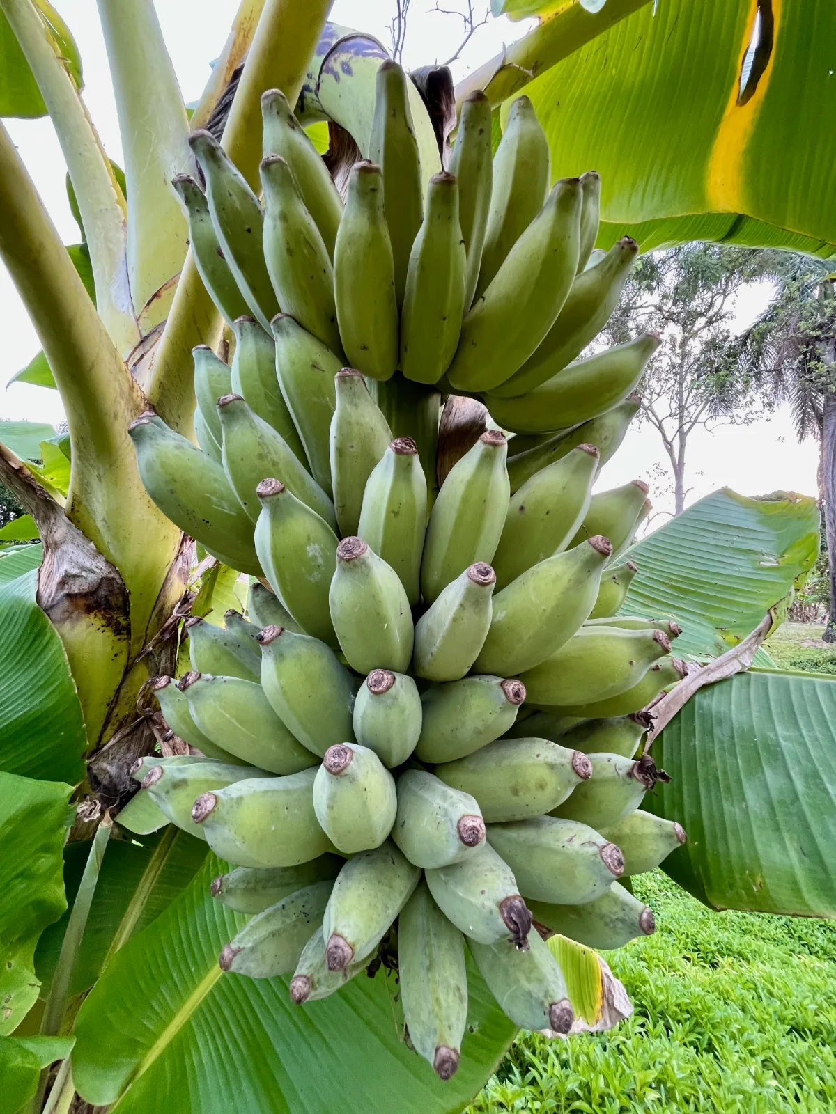 A large bunch of green, unripe bananas hanging from a tropical tree.