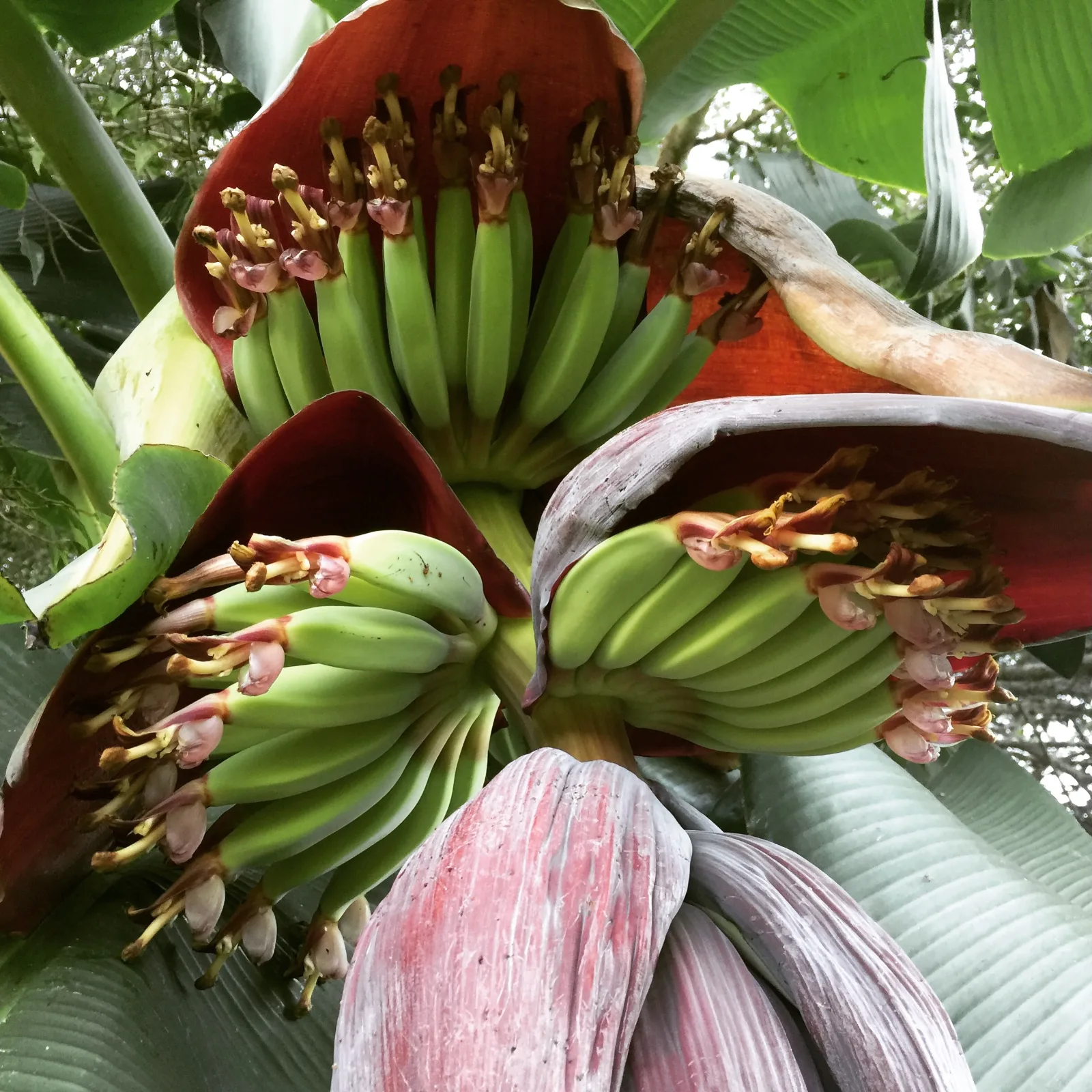 Banana flower with layers of small green fruit developing beneath purple bracts.