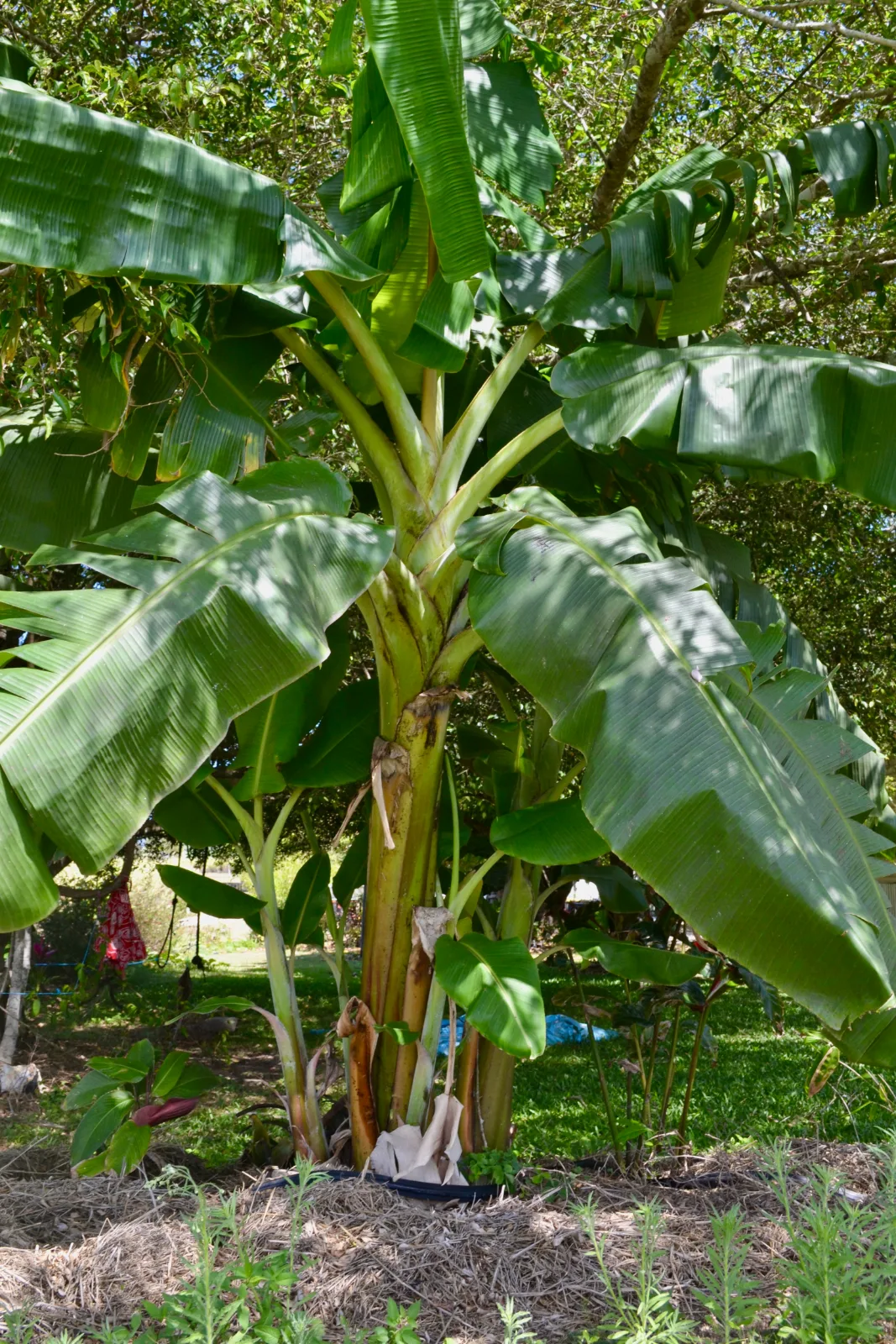 Large, broad green leaves radiating from the central trunk of a banana plant.