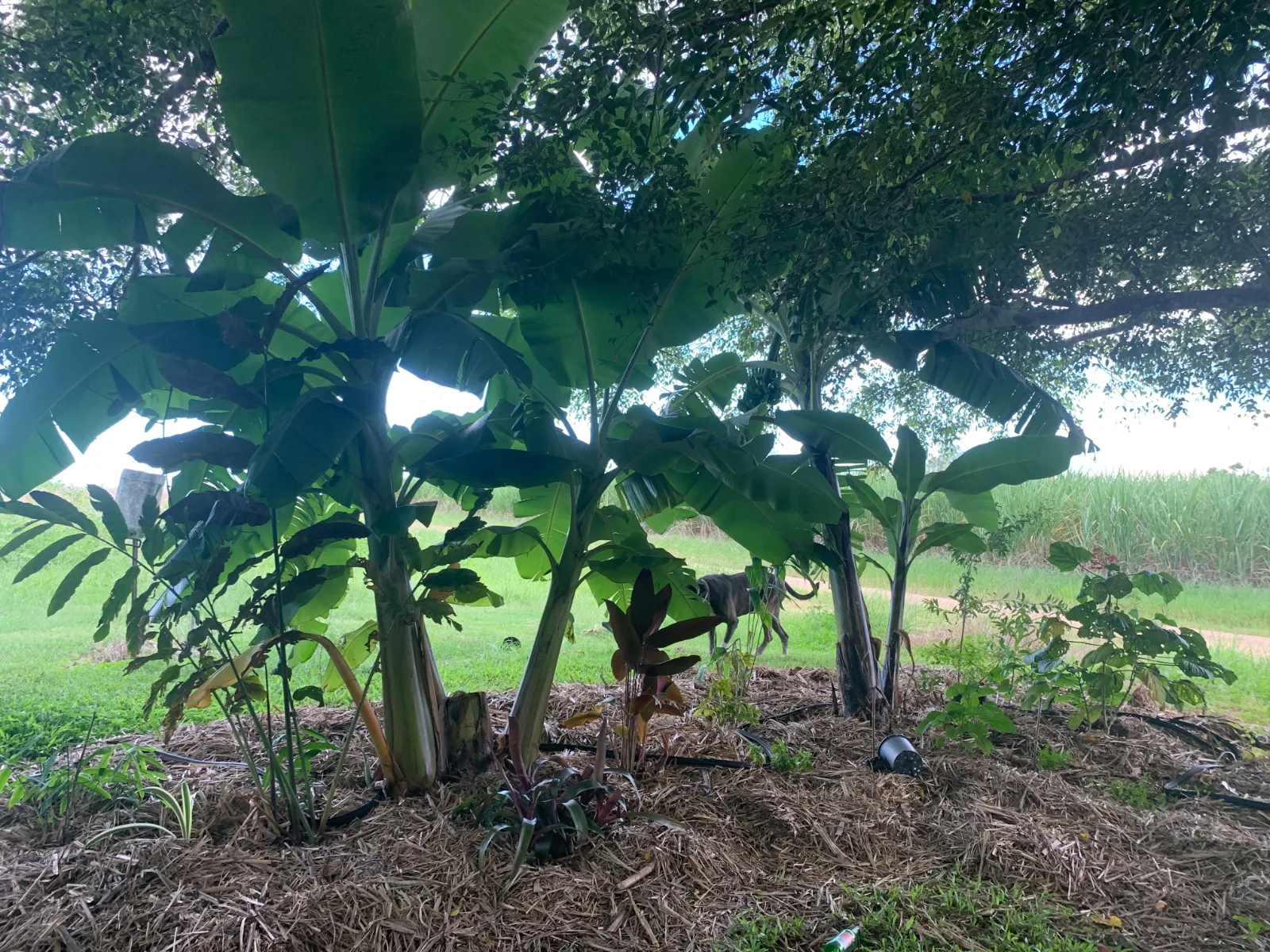 Banana plants growing in a mulched garden bed.