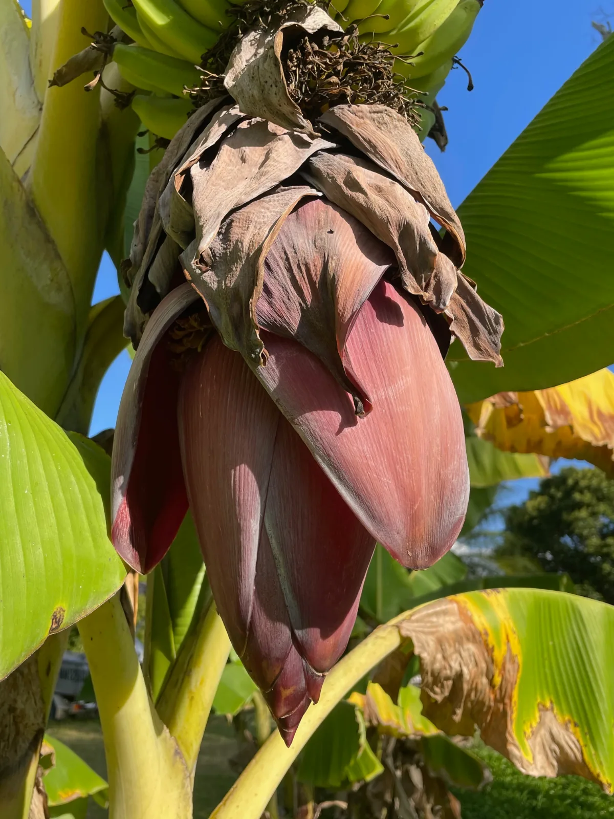 Large purple banana flower hanging below a bunch of developing green fruit.