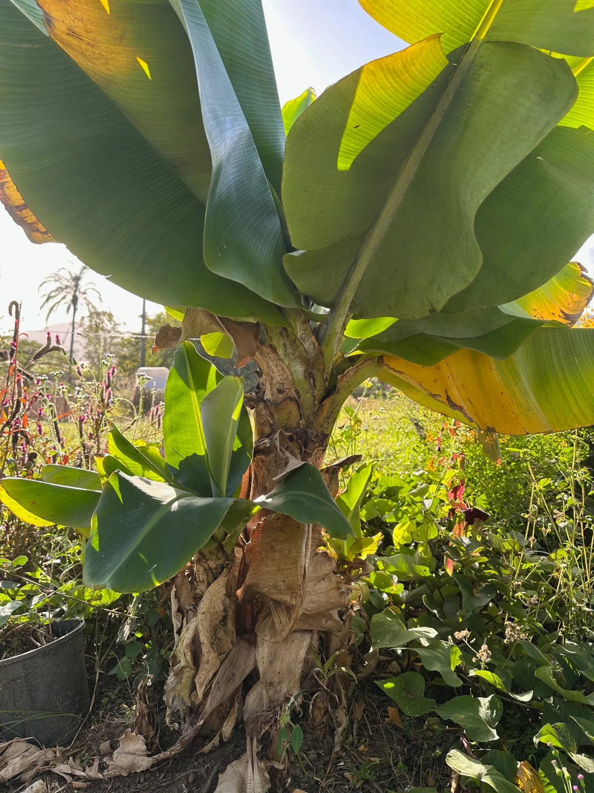 Banana plant growing in a sunlit garden with large green leaves and a thick fibrous stem.