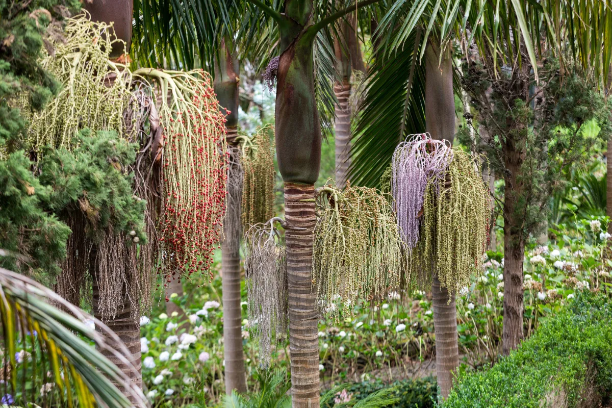 Bangalow palm trunks showing clusters of ripening red fruit and hanging seed sprays.