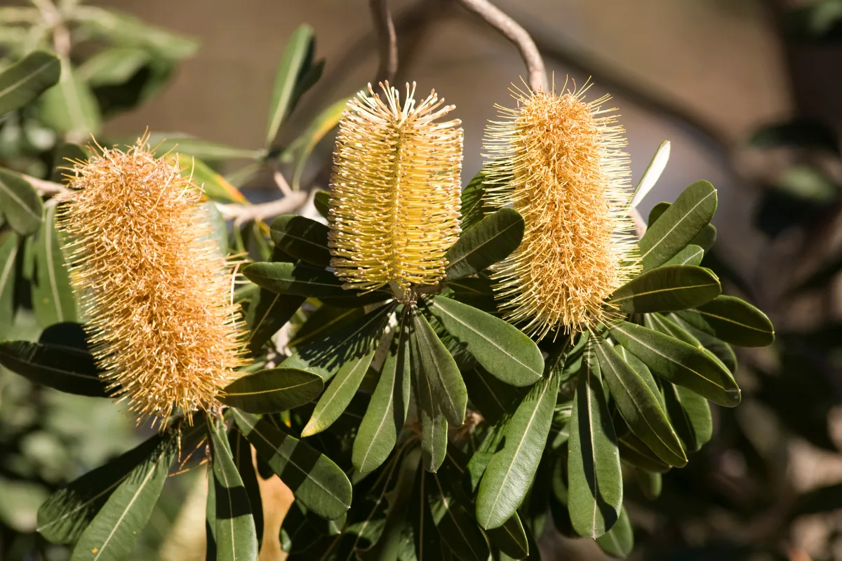 Three golden Banksia flower spikes surrounded by green leaves.